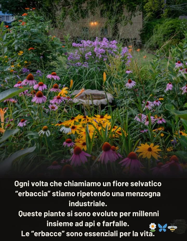 Quando tagliamo, spruzziamo o estirpiamo, zittiamo il canto degli uccelli, affamiamo le api e indeboliamo le farfalle.

 Tarassaco  nettare precoce per le api in primavera 
 Asclepia  pianta ospite vitale per i bruchi delle monarca 曆
 Verga doro Solidago  nettare di fine stagione per farfalle migratrici e api native 
 Trifoglio  nutrimento per gli impollinatori e arricchimento del suolo 
 Cardo  semi vitali per i fringuelli e nettare per le farfalle 
 Astri  fioriture autunnali per nutrire monarca migratrici e api native 

 Lascia crescere i fiori spontanei  non sono erbacce, ma fili essenziali della vita.