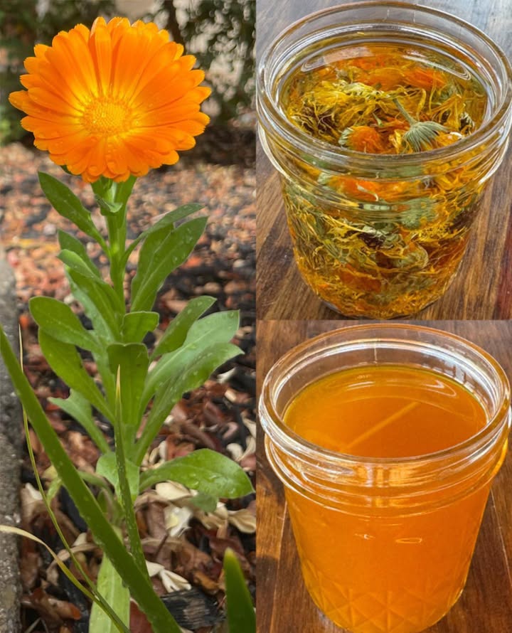 Questa splendida pianta che molte persone hanno nel proprio giardino ha un potere segreto…
 Top 12 Benefici della Calendula officinalis

Fiore solare, alleata dellorto e della salute: la calendula non è solo una pianta ornamentaleda secoli è un rimedio naturale prezioso per pelle, digestione, infiammazioni e benessere quotidiano.

 Parti utilizzate

 Petali freschi o essiccati
 Capolini interi per oli e unguenti
 Foglie per impacchi commestibili ma amare

 I 12 migliori benefici della Calendula officinalis
1 Guarigione delle ferite

Azione antinfiammatoria e antibatterica. Favorisce la cicatrizzazione di tagli, graffi, scottature leggere e punture.
 Uso: unguento o crema alla calendula.

2 Sollievo per pelli irritate

Efficace per eczemi, psoriasi, rash cutanei e irritazioni da pannolino.
 Uso: balsamo o crema lenitiva.

3 Azione antifungina

Aiuta contro piede datleta e candidosi.
 Uso: pediluvio con infuso di calendula o olio.

4 Antinfiammatoria interna

Come tisana calma gola irritata, afte, gastrite e ulcere.
 Uso: tè leggero 12 volte al giorno.

5 Supporto al ciclo mestruale

Tradizionalmente impiegata per regolarizzare il ciclo e ridurre i crampi.
 Uso: infuso di petali essiccati.

6 Stimolo del sistema linfatico

Favorisce drenaggio, detossinazione e riduzione del gonfiore.
 Uso: tisana o impacchi.

7 Benessere orale

Combatte gengiviti, afte e infiammazioni della bocca.
 Uso: sciacqui con tè di calendula raffreddato.

8 Ricca di antiossidanti

Petali arancioni pieni di flavonoidi e carotenoidi.
 Uso: aggiungere petali a insalate o tè.

9 Sollievo per occhi affaticati

Tradizione erboristica per irritazioni leggere e stanchezza oculare.
 Uso: impacco con tè filtrato e sterile con cautela.

 Sostegno al sistema immunitario

Azione antimicrobica e stimolante naturale.
 Uso: tisana nei cambi di stagione.

11 Protezione digestiva

Riduce gonfiore, infiammazione e favorisce la riparazione delle mucose.
 Uso: infuso delicato prima dei pasti.

12 Supporto detossinante

Utilizzata per stimolare fegato e flusso biliare.
 Uso: miscela detox con altre erbe.

 Come usare la calendula a casa
 Tisana di calendula

 1 cucchiaino petali secchi o 1 cucchiaio freschi
 1 tazza di acqua calda
 Infusione 1015 min
 Fino a 2 tazze al giorno

 Unguento o balsamo

 Petali essiccati
 Infusione in olio doliva 23 settimane
 Filtrare e unire a cera dapi
Perfetto per pelle secca, scottature, eczemi.

 Bagno lenitivo

 Manciata di petali in un sacchetto di mussola
 Da lasciare in acqua calda
Calma pelle e tensioni.

綾 Petali commestibili

Ideali in insalate, riso, uova, condimenti e tisane.
Aggiungono colore e antiossidanti.

 Precauzioni

 Generalmente sicura
 Possibile allergia se sensibili alle Asteracee
 Usare con cautela in gravidanza
 Sempre testare un piccolo punto della pelle
 Per impieghi oculari usare solo preparazioni sterili

La Calendula officinalis è un fiore semplice ma straordinario: si coltiva facilmente, si usa fresca o essiccata, si applica sulla pelle o si abbina ad altre erbe per un effetto ancora più profondo.

 Disclaimer

Contenuto a scopo informativo. Non sostituisce il parere medico. Consultare un professionista prima di utilizzare rimedi erboristici.