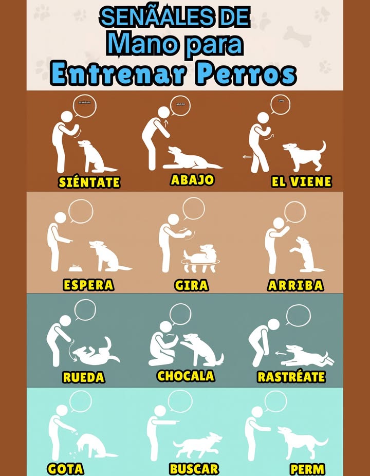 Señales de mano para entrenar perros 
Entrenar a tu perro con señales visuales fortalece el vínculo y mejora la comunicación. Este método es ideal para reforzar conductas y ayudar a tu mascota a entender mejor las órdenes.

 Ejemplos de señales:
 Siéntate  Mano levantada con la palma hacia arriba para indicar pausa.
 Abajo  Mano moviéndose hacia el suelo para que se tumbe.
 Viene  Movimiento de brazo hacia ti para llamarlo.
 Espera  Palma abierta al frente para indicar pausa.
 Gira  Movimiento circular con el dedo para que dé vueltas.
 Arriba  Mano hacia arriba para que se levante.
 Rueda  Señalar con la mano para que ruede.
 Chócala  Mano extendida para que el perro levante su pata.
 Rastreaté  Señal baja y prolongada para que avance arrastrándose.
 Drope  Mano hacia abajo para soltar objetos.
 Fetch  Brazo extendido para ir a buscar algo.
 Stay  Palma abierta en señal de permanencia.

 Un entrenamiento constante, claro y positivo con señales visuales facilita la obediencia y crea confianza mutua.

#EntrenamientoDePerros #SeñalesDeMano  #AmorPorLosPerros