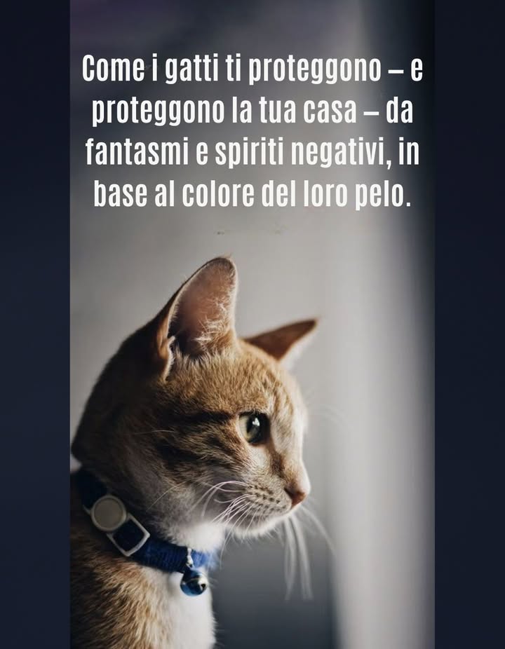 Di solito pensiamo ai cani come ai migliori animali da guardia, ma anche i gatti hanno alcuni poteri protettivi speciali! Dai gatti neri a quelli calico e tutti gli altri, ecco come i gatti ti proteggono dai fantasmi in base al colore del loro pelo.
 I Gatti: Più che semplici compagni

Dominano internet con la loro dolcezza, ma i gatti custodiscono un potere molto più profondo  la protezione.

Quando il tuo gatto fissa un punto nel vuoto o resta a lungo in un angolo della casa, non è un caso: sta percependo energie negative e ti sta proteggendo.
I gatti possiedono unaura astrale potente, capace di respingere le forze oscure e ristabilire larmonia nella casa.

Se il tuo gatto mostra interesse per un punto preciso, puoi aiutarlo a purificare lo spazio:
 Brucia un po di salvia bianca o recita una breve preghiera.
 Il fumo trasforma le vibrazioni negative in luce.

 Guardiani e Guaritori Felini

I gatti proteggono anche da maledizioni e malocchi.
Tienilo dolcemente, accarezzandogli il collo con la mano sinistra e la coda con la destra  così si attiva il suo campo energetico protettivo e si equilibra la tua energia.

Le loro fusa non solo rilassano, ma guariscono le ferite emotive, dissolvono lo stress e riportano pace interiore.

 I Doni Spirituali dei Gatti

 Gatti neri  assorbono e neutralizzano lenergia negativa.
 Gatti tricolore calico  portano fortuna, gioia e abbondanza.
 Gatti grigio-blu  calmano le emozioni e attirano armonia.
 Siamese  ispirano successo e lunga vita.
 Bicolore  rafforzano saggezza e chiarezza mentale.
 Tartarugati  amplificano intuizione e capacità di guarigione.
 Dorati  emanano luce solare e antica saggezza.
 Tigrati tabby  alleggeriscono lambiente e portano allegria.

Ovunque cammini un gatto, entra la luce.
La sua presenza non è solo amore  è protezione, guarigione e grazia.