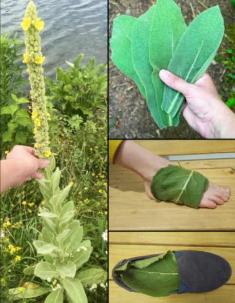 Trovare questa pianta è più prezioso che trovare denaro: la maggior parte delle persone non sa nemmeno che è una delle piante più potenti e cresce ovunque.
 Foglie di verbasco sotto i piedi  Benefici sorprendenti!
 Cosa fanno per te
 Migliorano la respirazione
 Sostengono i polmoni
 Liberano le vie nasali
蠟 Calmano la tosse
 Alleviano i sintomi dellasma
裸 Supportano contro raffreddore e influenza
 Riducono stress e nervosismo
 Favoriscono un sonno profondo
 Aiutano a eliminare tossine
禮 Calmano piedi stanchi e gonfi
林 Ammorbidiscono talloni secchi
啕 Favoriscono la cicatrizzazione
 Leniscono pruriti e irritazioni
 Combattono i cattivi odori
 Antifungine naturali
 Stimolano la circolazione
 Rilassano i nervi
例 Contro le gambe senza riposo
 Alleviano dolori muscolari
 Calmano linfiammazione
領 Utile per lartrite plantare
 Favoriscono il drenaggio del calore
 Ricaricano energia
淪 Nutrono la pelle
識 Puliscono in modo delicato
 Attivano il flusso linfatico
 Rinfrescano dal calore
喝 Aiutano con le vene varicose
罹 Regalano relax e comfort
 Come usarle passo dopo passo
1 Raccogli foglie pulite fresche o secche
2 Ammorbidiscile se secche con vapore o acqua calda
3 Lava e asciuga i piedi
4 Applica le foglie lato morbido sulla pelle
5 Indossa calzini di cotone
6 Tieni per la notte o qualche ora
7 Facoltativo: un velo dolio prima dellapplicazione
 Attenzione
 Fai una prova su una piccola zona di pelle
 Usa foglie non trattate né contaminate
 Rimedio naturale, non sostituisce cure mediche
 Un gesto semplice, naturale e rilassante perfetto da provare stanotte!
 I tuoi piedi e i tuoi polmoni ti ringrazieranno!