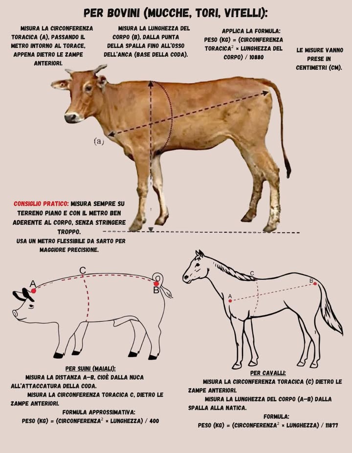 Come calcolare il peso del bestiame senza bilancia 

Per stimare il peso del bestiame senza usare una bilancia si possono utilizzare misure zoometriche, cioè misure corporee correlate al peso. Servono due dati principali:

 Perimetro toracico PT
 Lunghezza del corpo LC

 La lunghezza del corpo LC si misura dalla punta della natica alla punta della spalla, mentre il perimetro toracico PT si misura attorno al torace, subito dietro la spalla.

Una volta ottenute le misure in centimetri, si applica la seguente formula per calcolare il peso in chilogrammi:

 Peso kg = PT  PT  LC  10,838

Esempi:

 Vacca:
PT = 177 cm, LC = 198 cm
177  177  198  10,838 =  572 kg

 Ovino:
PT = 89 cm, LC = 76 cm
89  89  76  10,838 =  55 kg

 Metodo pratico ed efficace per stimare il peso di vacche, pecore e capre senza ricorrere a una bilancia.