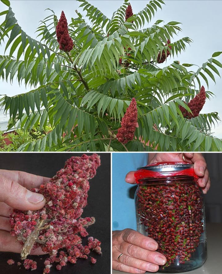 Sono sicuro che avete visto questo albero perché cresce ovunque in questo periodo dellanno, ma probabilmente lo avete ignorato perché non sapevate che fosse così potente.
 SUMAC POWER: 20 Benefici  20 Modi Facili per Usarlo a Casa 

Il sommacco commestibile Rhus coriaria non è velenoso come il sumac tossico. Le sue bacche essiccate e macinate diventano una spezia rossa, dal gusto agrumato, usata da secoli in cucina e rimedi naturali.

 20 Benefici del Sommacco in Polvere
 Riduce infiammazione
 Protegge cuore e vasi sanguigni
 Ricco di antiossidanti
 Aiuta a controllare la glicemia
 Favorisce la digestione
 Supporta il dimagrimento
 Rafforza il sistema immunitario
 Contrasta batteri nocivi
 Migliora la pelle acne, anti-age
 Lenisce il mal di gola
 Riduce dolori articolari
 Migliora lumore
 Protegge il fegato
 Favorisce la vista
 Allevia crampi mestruali
 Dona energia
 Rinforza le ossa
 Rinfresca lalito
 Stimola la salute dei capelli
 Previene malattie croniche grazie agli antiossidanti

 20 Usi Casalinghi del Sommacco

 1. Tisana antinfiammatoria 1 cucchiaino in acqua bollente
 2. Acqua detox con limone e sumac
 3. Miele  sumac per mal di gola
 4. Spolverata sulle insalate
 5. Salsa yogurt  sumac
 6. Riso speziato al sumac
 7. Collutorio antibatterico
 8. Olio al sumac per massaggi
 9. Risciacquo per capelli
 10. Bevanda fredda energizzante
 11. Condimento per carne/pesce
 12. Maschera viso con yogurt
 13. Zuppa di lenticchie speziata
 14. Infuso in aceto di mele
 15. Tisana anti-crampi
 16. Infusione a freddo overnight
 17. Frittata al sumac
 18. Pediluvio rilassante
 19. Mix di spezie sumac  cumino  paprika
 20. Snack salutare noci o popcorn al sumac

 Nota Importante
Usa solo sommacco alimentare certificato, mai raccogliere varietà selvatiche se non sei sicuro al 100%.
Consulta il medico se sei incinta, allatti o hai condizioni di salute particolari.