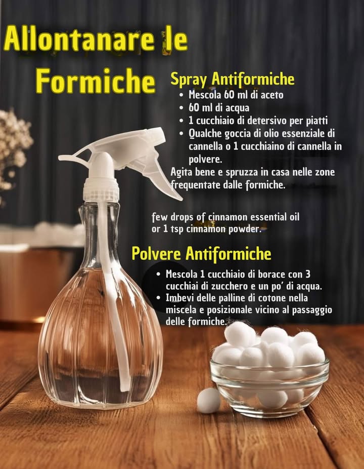 Allontanare le Formiche in Modo Naturale 

Le formiche possono invadere la casa in cerca di cibo e acqua, ma esistono soluzioni semplici e naturali per allontanarle senza usare prodotti chimici aggressivi.

 Spray Antiformiche

60 ml di aceto

60 ml di acqua

1 cucchiaio di detersivo per piatti

Qualche goccia di olio essenziale di cannella oppure 1 cucchiaino di cannella in polvere
 Agitare bene e spruzzare nelle zone frequentate dalle formiche angoli, crepe, ingressi. Lodore forte disturba e allontana la colonia.

 Polvere Antiformiche

1 cucchiaio di borace

3 cucchiai di zucchero

Un po dacqua per amalgamare
 Imbevere delle palline di cotone nella miscela e posizionarle vicino al percorso delle formiche. Lo zucchero le attira, il borace le elimina in modo graduale.

 Consigli extra:

Pulire bene le superfici per non lasciare tracce di cibo.

Sigillare le fessure da cui le formiche entrano.

Ripetere il trattamento ogni pochi giorni per risultati migliori.