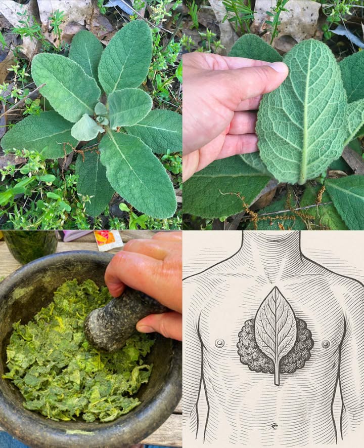 Se hai questa foglia nel tuo giardino, in realtà possiedi oro ma probabilmente non lo sai.
Foglie di Verbasco: un rimedio antico per il benessere moderno 

Da secoli le foglie di verbasco Verbascum thapsus sono apprezzate per le loro proprietà curative e versatilità. Semplici da usare e ricche di benefici, sono un vero alleato naturale per la salute quotidiana.

 20 straordinari benefici delle foglie di verbasco
 Calmano tosse e muco, sostenendo la salute respiratoria 
 Leniscono gola irritata e raffreddore 蠟
 Favoriscono il sonno e rilassano corpo e mente 
 Rafforzano il sistema immunitario 
 Combattono infiammazioni e dolori articolari
 Aiutano la digestione e alleviano gonfiori 
 Agiscono come blando diuretico, favorendo la depurazione
 Donano sollievo a pelle irritata, scottature e punture 
 Contrastano batteri e virus in modo naturale
 Migliorano la circolazione e riducono la ritenzione idrica
 Favoriscono la guarigione di ferite e piccole irritazioni
 Aiutano nelle allergie, liberando naso e occhi 
 Sostengono lumore e riducono lo stress
 Supportano la salute orale e gengivale
 Promuovono un metabolismo equilibrato

 5 modi semplici per usare le foglie di verbasco

1 Tisana di verbasco
 12 cucchiaini di foglie essiccate
 1 tazza dacqua bollente
 Lascia in infusione 10 min, filtra bene e dolcifica con miele o limone 
 Ideale per tosse, bronchite e digestione.

2 Inalazione di vapore
 Una manciata di foglie in acqua calda, copri il capo con un asciugamano e respira per 510 min.
 Libera le vie respiratorie e calma le allergie.

3 Olio di verbasco per le orecchie
 Metti foglie fresche in olio doliva e lascia riposare 23 settimane al sole.
 Filtra e conserva.
 Scalda leggermente e applica 12 gocce nellorecchio interessato. 

4 Impacco lenitivo
 Immergi le foglie in acqua calda per 10 min, avvolgile in un panno e applica su pelle irritata o articolazioni.
 Perfetto per dolori, arrossamenti o scottature.

5 Polvere di foglie
 Essicca e trita finemente le foglie.
 Conserva in barattolo ermetico per tisane, cataplasmi o capsule.

 Le foglie di verbasco uniscono tradizione e semplicità: calmanti, purificanti e protettive. Un dono della natura per respirare meglio, dormire serenamente e ritrovare equilibrio ogni giorno.