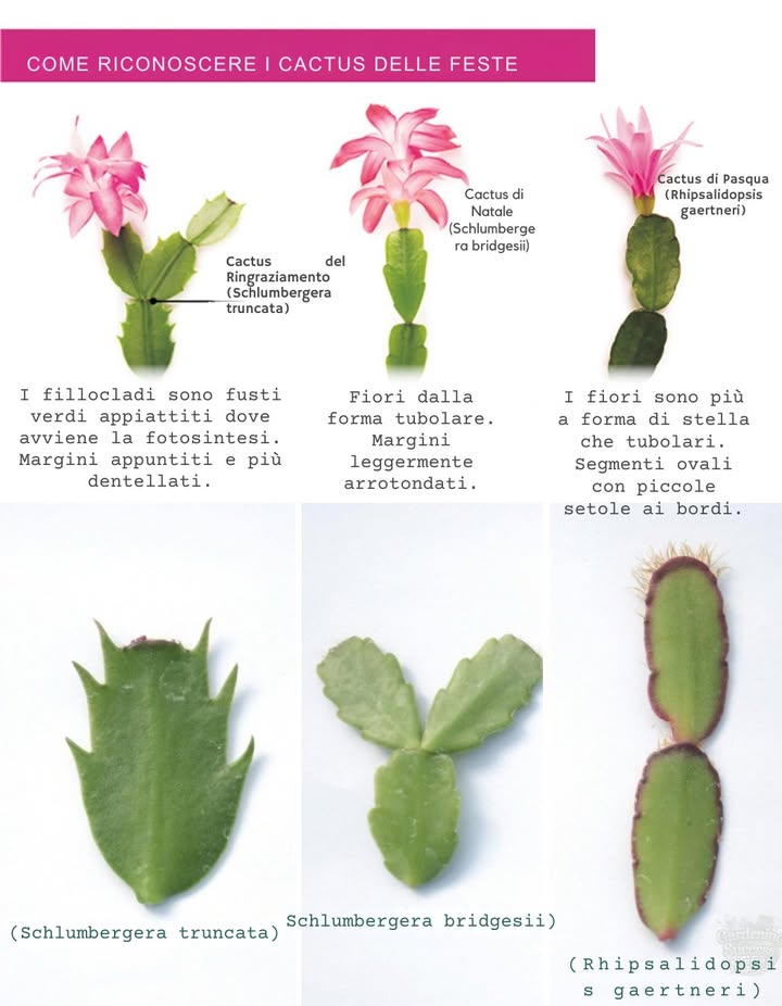 Non sei sicuro quale cactus festivo stai curando? Ecco come distinguere Cactus di Natale, del Ringraziamento e di Pasqua:

1. Cactus di Natale

Forma dei segmenti: bordi arrotondati con leggere ondulazioni.

Periodo di fioritura: metà/fine dicembre, perfetto per le feste.

Colori: rosso, rosa, pesca o bianco.

2. Cactus del Ringraziamento

Forma dei segmenti: bordi appuntiti simili a chele di granchio.

Periodo di fioritura: fine autunno, intorno a novembre.

Colori: rosa, rosso, arancione e bianco.

3. Cactus di Pasqua

Forma dei segmenti: arrotondati e lisci, con piccole setole ai bordi.

Periodo di fioritura: inizio primavera, di solito marzo/aprile.

Colori: fucsia brillante, viola o rosso.