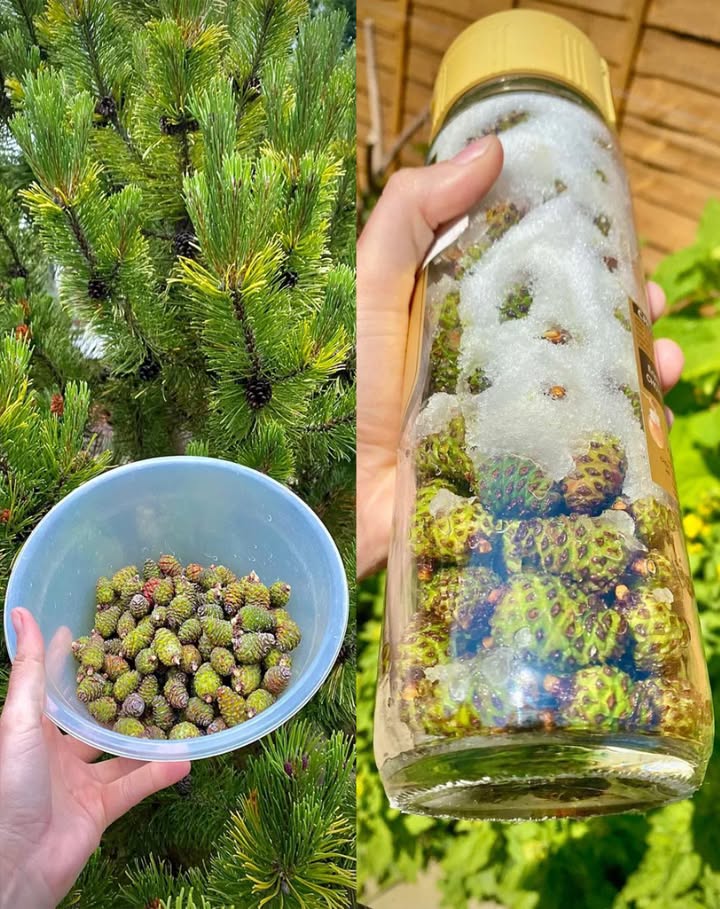 La maggior parte delle persone non ha idea di quanto possano essere potenti le pigne verdi…
 Sciroppo di Pigne: Guida Facile per Principianti 

Se ami i rimedi naturali dal fascino antico, lo sciroppo di pigne è una vera meraviglia. Preparato con pigne giovani e verdi, racchiude gli aromi del bosco, una dolcezza resinosa e un tocco balsamico che ricorda il miele di montagna. Perfetto per lenire la gola, profumare dolci o arricchire tisane e piatti salati.

 Cosè lo Sciroppo di Pigne

È uno sciroppo tradizionale fatto con pigne immature morbide, di 13 cm, facilmente tagliabili. Durante la cottura, rilasciano essenze aromatiche, resina e colore ambrato nello zucchero, creando un elisir dal profumo di foresta.

 Usa solo vere pigne di pino genere Pinus. Non confonderle con tasso Taxus baccata, tossico o cicuta Conium maculatum.

 Benefici Tradizionali e Usi Culinari

Lenitivo per gola e tosse: un cucchiaino in acqua calda o tisana.

Aromatico per la respirazione: lodore balsamico libera il respiro.

Leggero espettorante: aiuta a sciogliere il muco.

Effetto calmante e riscaldante: perfetto come bevanda serale.

Digestivo naturale: il retrogusto amarognolo stimola la digestione.

Rituale rilassante: prepararlo e gustarlo favorisce calma e connessione con la natura.

Dolcificante gourmet: ideale per dolci, glasse, yogurt, formaggi o cocktail.

Fonte di antiossidanti: contiene polifenoli e tracce di vitamina C.

喙 Non è un medicinale. In caso di disturbi persistenti, consulta un medico o erborista.

 Ingredienti Metodo Rapido  Cottura al Fornello

Occorrente:

500 g di pigne verdi e tenere

700 g di zucchero bianco o mix bianco  di canna

500 ml di acqua

Facoltativi 1 limone a fette o 12 cucchiaini di succo  1 pezzetto di vaniglia o cannella

Utensili:
Pentola in acciaio o smaltata, cucchiaio, colino o garza, barattoli sterilizzati.

 Metodo 1: Sciroppo Veloce

Taglia o lascia intere le pigne morbide.

Metti pigne e acqua in pentola. Fai sobbollire 3040 minuti con coperchio semiaperto.

Filtra il liquido profumato e scarta le pigne.

Rimetti il liquido sul fuoco, aggiungi zucchero e limone.

Cuoci a fuoco basso per 1015 minuti, schiumando.

Temperatura ideale: 103105 C.

Versa lo sciroppo caldo nei barattoli sterilizzati, chiudi e lascia raffreddare.

Risultato: sciroppo ambrato, denso e profumato, dal gusto tra miele e resina.

 Metodo 2: Sciroppo a Macerazione Lenta senza cottura

In un barattolo pulito, alterna strati di pigne e zucchero in rapporto 1:1 es. 500 g  500 g.

Aggiungi, se vuoi, fette di limone tra gli strati.

Chiudi e lascia il barattolo al sole per 26 settimane.

Quando lo zucchero si sarà sciolto e il composto sarà scuro e denso, filtra.

Facoltativo Riscalda leggermente per stabilizzare, poi imbottiglia.

 Risultato più complesso e aromatico, ma richiede pazienza.

 Varianti

Con miele: sostituisci lo zucchero solo per macerazione a freddo; conserva in frigo.

Speziato: aggiungi vaniglia, cannella o bacche di ginepro.

Agrumato: profuma con scorza di limone o arancia.

 Modi per Usarlo

12 cucchiaini in tisana o acqua calda con limone.

Sul porridge, yogurt, pancake o gelato.

Per glassare dolci o carne al forno.

In vinaigrette con olio e aceto.

In cocktail e mocktail al posto dello sciroppo di zucchero.

林 Conservazione

Versione cotta: sigillata e conservata al fresco  612 mesi.

Dopo apertura: in frigorifero, consumare entro 23 mesi.

Versione al sole o al miele: tenere sempre in frigo.

Se noti muffa, effervescenza o odore anomalo, elimina subito.

 Suggerimenti per Principianti

Se troppo liquido  cuoci ancora 5 minuti.

Se troppo denso  aggiungi poca acqua calda.

Se amaro  pigne troppo mature; bilancia con limone o pizzico di sale.

Colore molto scuro  normale, gusto più intenso.

 In Sintesi

Lo sciroppo di pigne è un piccolo tesoro del bosco: profumato, balsamico e confortante.
Perfetto da gustare con il cucchiaino, in una tisana calda o per dare un tocco gourmet ai tuoi piatti.

 Un dolce incontro tra miele e foresta, che unisce tradizione, natura e benessere in un solo barattolo.