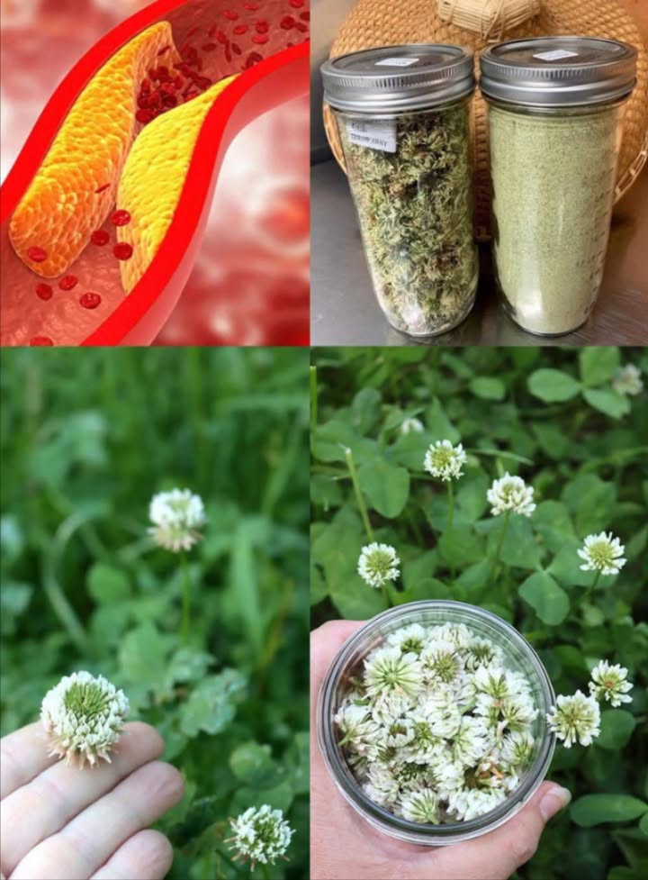 Forse lavete vista crescere ovunque, ma non ne avete mai conosciuto il potere…
 Trifoglio Bianco: il tesoro nascosto del giardino 
Non è solo una pianta ornamentale: il Trifolium repens è un vero elisir naturale da scoprire!

 Disintossicante naturale
Supporta la depurazione del corpo, aiuta a eliminare tossine e migliora la salute epatica.

 Diuretico e purificante del sangue
Stimola la diuresi e favorisce la circolazione, contribuendo alla pulizia interna dellorganismo.

啕 Alleato della pelle
Lenisce ferite, scottature, acne e irritazioni. Si applica come impacco, olio o lavaggio delicato.

贈 Supporto respiratorio
Ottimo in tisana per tosse, raffreddore e bronchiti leggere.

復 Ricco di nutrienti vitali
Contiene vitamine A, B, C e minerali come calcio, ferro e magnesio.

喝 Sollievo mestruale naturale
Può alleviare crampi e sostenere lequilibrio ormonale.

 Antinfiammatorio e calmante
Riduce dolori articolari e muscolari, rilassa il sistema nervoso e combatte lansia.

 Potente antiossidante
Contrasta i radicali liberi, stimola il sistema immunitario e sostiene lanti-aging.

林 Antisettico delicato
Perfetto per lavaggi cutanei o bagni rilassanti e rinfrescanti.

 Aiuto digestivo
Migliora la digestione e riduce gonfiore e tensioni addominali.

 Usi casalinghi semplici e naturali:
 Tisana: infondere fiori e foglie per 10 min  12 tazze al giorno
 Olio infuso: fiori in olio per 2 settimane al sole  ideale sulla pelle
識 Lavaggio viso: infuso forte per acne e scottature
 Tintura madre: fiori in alcool per 4 settimane  1020 gocce in acqua
 Bagno rilassante: una manciata di fiori secchi in acqua calda
 Cubetti ghiaccio: infuso congelato per infiammazioni e scottature
綾 Frullato verde: aggiungi foglie fresche al tuo smoothie

 Importante!
Usa solo trifoglio privo di pesticidi e ben identificato.
Consulta un esperto in caso di gravidanza, allattamento o patologie.

 Il Trifoglio Bianco: piccolo, potente e pronto a prendersi cura di te in ogni stagione.