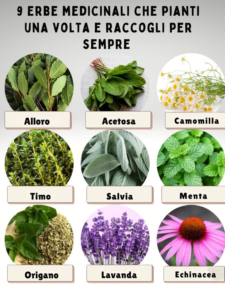 9 Erbe medicinali che pianti una volta e raccogli per sempre

 Perennial Healing Power:

 Alloro  Favorisce la digestione, foglie antimicrobiche
 Acetosa  Ricca di vitamina C, foglie acidule per tisane e zuppe
 Camomilla  Rilassa lo stress, favorisce il sonno
 Timo  Antibatterico, utile per la salute respiratoria
 Salvia  Allevia mal di gola, aiuta la digestione
 Menta  Calma la nausea, rinfresca lalito
 Origano  Potente antimicrobico naturale
 Lavanda  Riduce ansia, allevia mal di testa
 Echinacea  Rafforza le difese immunitarie, utile contro raffreddori

 Consiglio: queste perenni vivono per anni  piantale una volta e raccogli rimedi freschi ogni stagione.