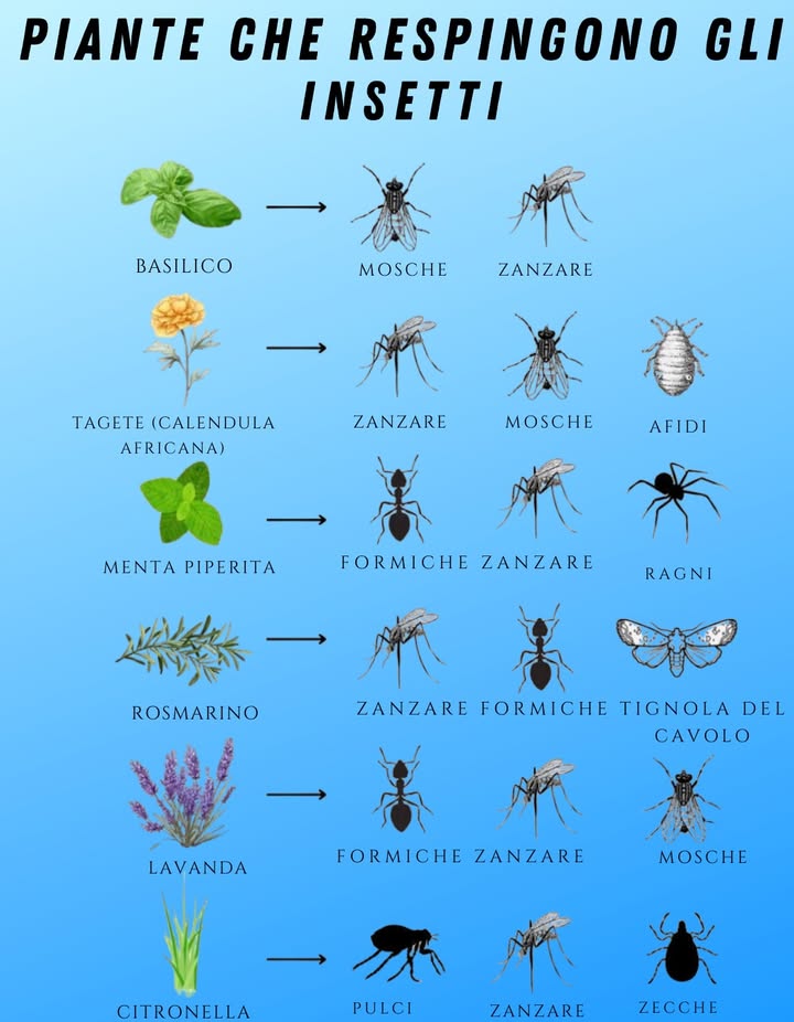 Piante aromatiche contro gli insetti estivi
Basilico, lavanda, citronella e altre essenze naturali tengono lontane zanzare, mosche, formiche e zecche.
Una soluzione profumata ed ecologica per balconi e giardini. 烈
#PianteRepellenti #EstateNaturale #GiardinaggioEco
