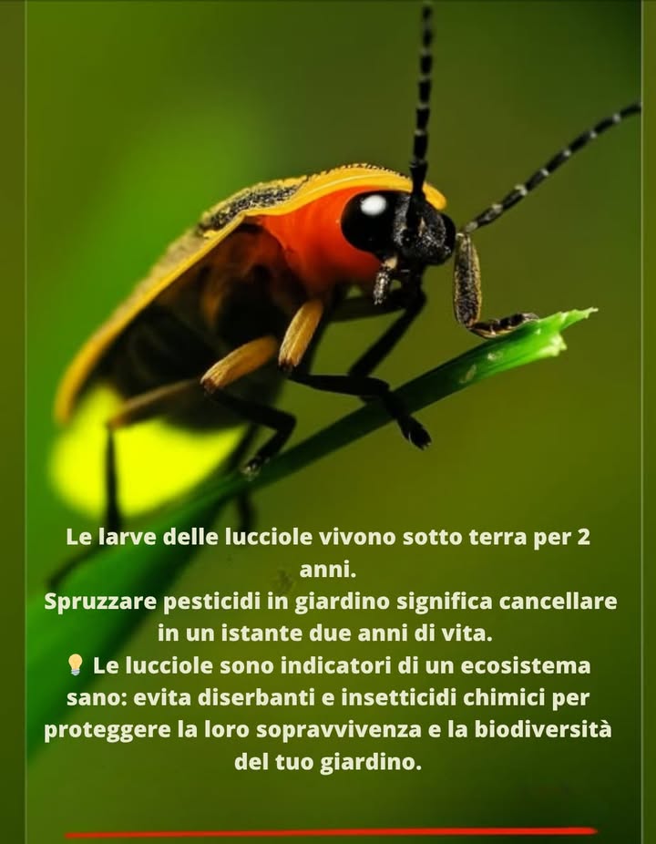 Salva le lucciole  tutto comincia sotto terra
Le piccole lucciole vivono 12 anni sottoterra, nutrendosi di parassiti e preparandosi a illuminare le nostre notti estive.
Ma un solo spray di pesticidi può distruggere unintera generazione.
 Niente larve = niente luce.
 Hanno bisogno di un suolo umido e sano, non di sostanze chimiche.
Proteggi il terreno. Scegli metodi naturali di controllo dei parassiti.
 Lascia che la magia ritorni ogni estate.