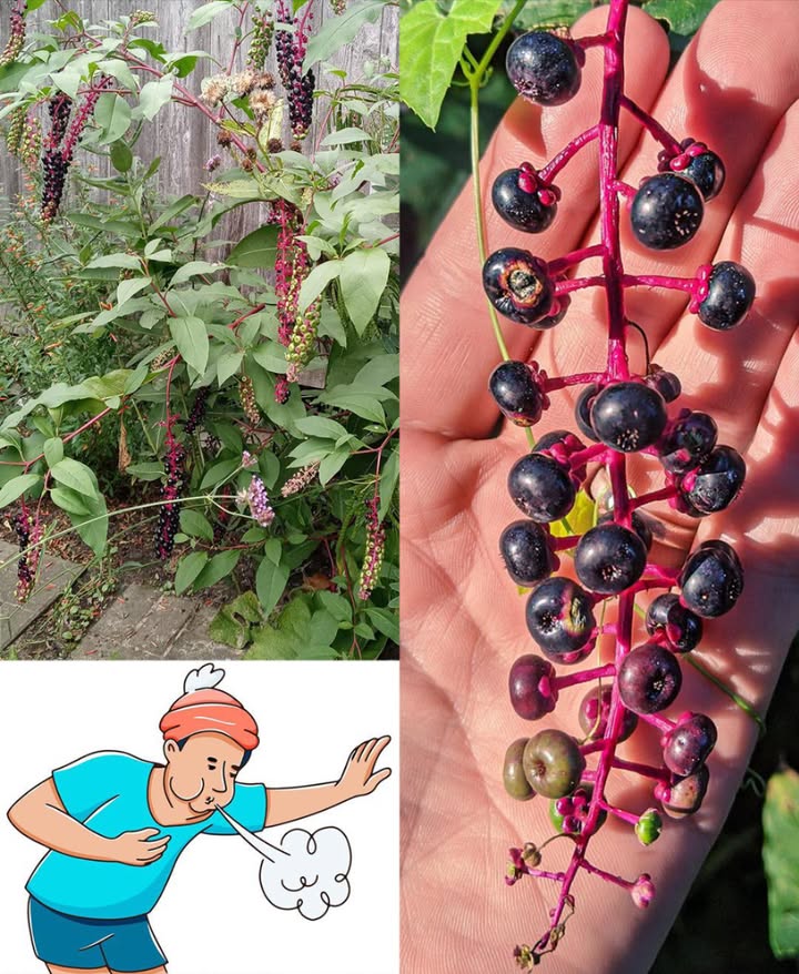 La maggior parte delle persone mangia questa pianta senza rendersi conto del pericolo che nasconde, e i bambini sono particolarmente a rischio…
 Pokeweed Fitolacca americana: Una Bellezza Pericolosa 

Questa pianta perenne dai fusti rosso-violacei e dalle bacche nere lucenti può sembrare ornamentale ma è altamente tossica per persone, animali domestici e bestiame.

 Come riconoscerla
 Fusti spessi, lisci e di colore rosso-porpora.
 Foglie grandi, semplici, lunghe fino a 30 cm.
 Fiori piccoli bianco-verdi in grappoli.
 Bacche viola scuro quasi nere, simili alluva.

 Cresce in campi aperti, recinzioni, pascoli e giardini diffusa dagli uccelli.

 Perché è pericolosa

Tutte le parti contengono tossine fitolaccatossina, fitolaccigenina.

Radice: la più velenosa, anche in piccole quantità.

Foglie e fusti: più maturano, più diventano tossici.

Bacche: rischio altissimo per i bambini che possono scambiarle per frutti commestibili.

濫 Sintomi di avvelenamento 26 ore

Nausea e vomito intensi

Diarrea anche con sangue

Dolori addominali

Debolezza e confusione

Difficoltà respiratorie

Convulsioni o coma nei casi gravi

 In caso di ingestione, cercare subito assistenza medica.

 Si può mangiare?
In alcune tradizioni si preparava il poke sallet con foglie giovani bollite più volte.
 Oggi è fortemente sconsigliato: il margine tra edibile e letale è troppo sottile.

理 Rischi anche nel contatto

La linfa può irritare la pelle  usa sempre i guanti.

Non bruciarla: il fumo è tossico.

Pericolosa anche per cani, gatti e bestiame.

 Come eliminarla in sicurezza

Indossa guanti e abiti protettivi.

Estrai tutta la radice può rigenerarsi.

Non compostarla: smaltiscila nei rifiuti ben chiusa.

 Consigli finali

Non assaggiare mai le bacche, neanche una sola.

Insegna ai bambini a non confonderle con uva o mirtilli.

Tieni lontani animali domestici e da cortile.

Lava bene le mani dopo ogni contatto.

 Ammirala solo da lontano: la sua bellezza non vale il rischio.