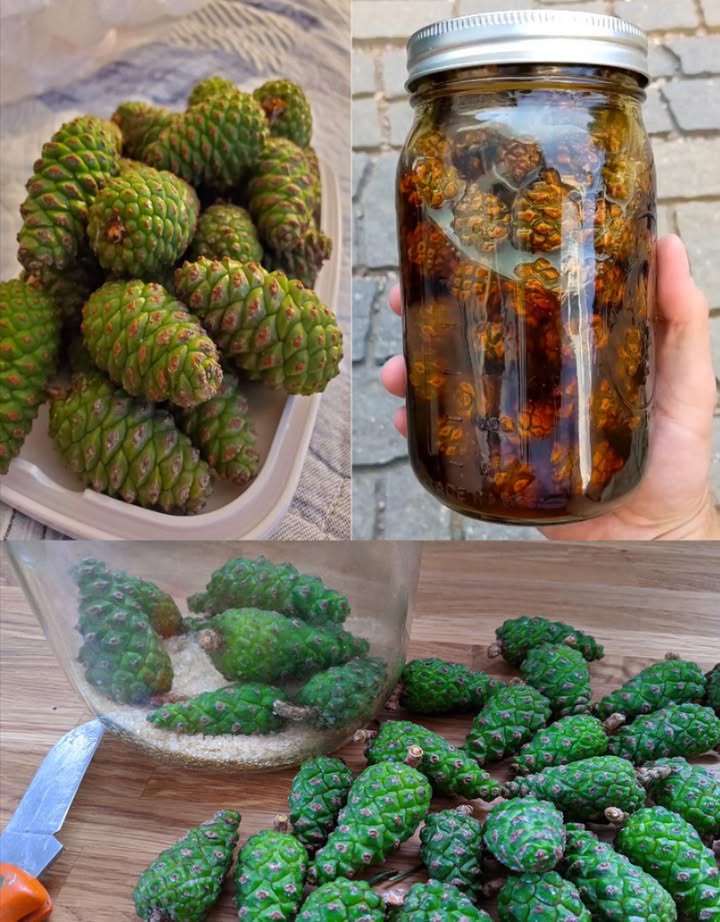 Tutti amano i pini, ma la maggior parte delle persone non ha idea del loro vero potere…
Sciroppo di Pigne: Guida Facile per Principianti
Benefici, Preparazione e Usi Quotidiani

Se ami i rimedi della tradizione con un tocco gourmet, lo sciroppo di pigne è una piccola meraviglia. 
Preparato con giovani pigne verdi, ha un profumo boschivo, una dolcezza resinosa e un colore ambrato che cattura lessenza della foresta. Da secoli è usato per calmare la gola, rinforzare la respirazione e insaporire dolci o tisane.

 Cosè lo Sciroppo di Pigne

È uno sciroppo artigianale fatto con pigne giovani e morbide di pino quelle che si possono tagliare facilmente con un coltello.
Durante la cottura, le pigne rilasciano i loro composti aromatici, il colore dorato e un gusto unico, a metà tra miele e bosco.

 Usa solo pigne di veri pini genere Pinus.
Non confondere con tasso Taxus baccata, tossico o cicuta.

 Benefici Tradizionali e Gastronomici

 Lenitivo per gola e tosse  Un cucchiaino in acqua calda calma lirritazione.

 Aromatico per la respirazione  I vapori balsamici aprono le vie respiratorie.

 Leggero effetto espettorante  Aiuta a sciogliere il muco.

 Calmante serale  Un cucchiaino in acqua o latte caldo rilassa.

 Stimolante digestivo  La leggera nota amara facilita la digestione.

 Dolcificante naturale  Perfetto per tisane, yogurt, dolci o cocktail.

 Ricco di antiossidanti  Contiene polifenoli e tracce di vitamina C.

Uso culinario e casalingo, non sostituisce cure mediche.

 Ingredienti Metodo Veloce  Stovetop

500 g di pigne verdi e morbide 13 cm

700 g di zucchero bianco oppure metà bianco e metà di canna

500 ml di acqua

Facoltativi: 1 limone a fette / 12 cucchiaini di succo di limone / 1 baccello di vaniglia / 1 bastoncino di cannella

蝹 Utensili: pentola in acciaio o smaltata, setaccio o garza, bilancia, barattoli sterilizzati.

 Metodo 1: Sciroppo Rapido Pronto in Giornata

1 Taglia o lascia intere le pigne se sono piccole e tenere.
2 Fai sobbollire le pigne in 500 ml dacqua per 3040 minuti, coperte parzialmente.
3 Filtra il liquido dorato con garza fine.
4 Aggiungi zucchero e limone e cuoci altri 1015 minuti a fuoco basso 103105 C.
5 Imbottiglia caldo in barattoli sterilizzati, lascia 1 cm di spazio, chiudi e lascia raffreddare.

 Ottieni 600800 ml di sciroppo ambrato, aromatico e leggermente resinoso.

 Metodo 2: Macerazione Lenta al Sole Aroma Profondo

1 Alterna strati di pigne pulite e zucchero in rapporto 1:1 in un barattolo es. 500 g  500 g.
2 Sigilla e lascia al sole 26 settimane. Lo zucchero si scioglierà formando un liquido scuro e denso.
3 Filtra e riscalda leggermente per stabilizzare, poi conserva in barattoli puliti.

 Risultato: gusto più intenso, profumo di resina e miele selvatico.

 Varianti

 Versione al miele  Sostituisci lo zucchero con miele non scaldarlo, conserva in frigo.

 Versione speziata  Aggiungi cannella, vaniglia o bacche di ginepro.

 Versione agrumata  Scorza di limone o arancia senza parte bianca.

 Come Usare lo Sciroppo

 12 cucchiaini in tisane, tè o acqua calda con limone.

丹 Su pancake, waffle, yogurt o porridge.

 Per dolci e dessert  come glassa o bagna.

 In salse o marinate per carni e verdure grigliate.

綾 In vinaigrette con olio, aceto e senape.

 Nei cocktail o mocktail al posto del classico sciroppo di zucchero.

 Dose casalinga: 12 cucchiaini fino a 3 volte al giorno secondo necessità.

龎 Conservazione

Sciroppo cotto zucchero: 612 mesi in luogo fresco e buio; dopo lapertura, in frigo 23 mesi.

Macerato o al miele: sempre in frigorifero, entro 23 mesi.

Scarta se noti muffa, odore acido o effervescenza.

易 Consigli & Soluzioni Rapide

Troppo liquido? Prosegui la cottura qualche minuto.

Troppo denso? Aggiungi un po dacqua calda e rimescola.

Sapore amaro? Pigne troppo mature: aggiungi succo di limone o un pizzico di sale.

Colore scuro? Normale nei macerati lunghi: aroma più intenso.

 Note di Sicurezza

Verifica sempre che si tratti di pino vero Pinus.

Evita in caso di allergie respiratorie o asma.

In gravidanza/allattamento o con patologie, chiedi consiglio medico.

Versioni al miele: mai sotto 1 anno di età.

 In Sintesi

Lo sciroppo di pigne racchiude il profumo del bosco in un cucchiaio.
Perfetto per lenire la gola, arricchire dolci o dare un tocco selvatico ai tuoi piatti.
Inizia con il metodo veloce e, quando vuoi un aroma più profondo, prova la versione al sole.

 Un antico rimedio che sa di foresta, calore e natura pura.