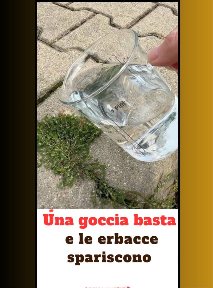 10 metodi naturali per eliminare le erbacce
1 Aceto bianco  Versare puro o miscelato con sale e detersivo per piatti sulle zone invase.
2 Acqua bollente  Distrugge le radici versata direttamente sulle erbacce.
3 Bicarbonato di sodio  Spargere sul terreno o nebulizzare diluito in acqua.
4 Sale  Efficace ma da usare solo su vialetti e ghiaia.
5 Succo di limone  Acido naturale che brucia le foglie.
6 Olio essenziale di chiodi di garofano  Diluire in acqua con un po di sapone nero e spruzzare.
7 Pacciamatura  Blocca la luce con paglia, trucioli, foglie o cartone.
8 Macerato dortica  Usato puro, agisce come potente diserbante.
9 Detersivo per piatti  Aggiunto ad aceto o limone, migliora ladesione sulle foglie.
 Diserbo termico  Fiamma diretta sulle erbacce, da evitare nei periodi di siccità.
 Soluzioni semplici, ecologiche ed economiche per mantenere vialetti e giardini puliti, senza prodotti chimici.