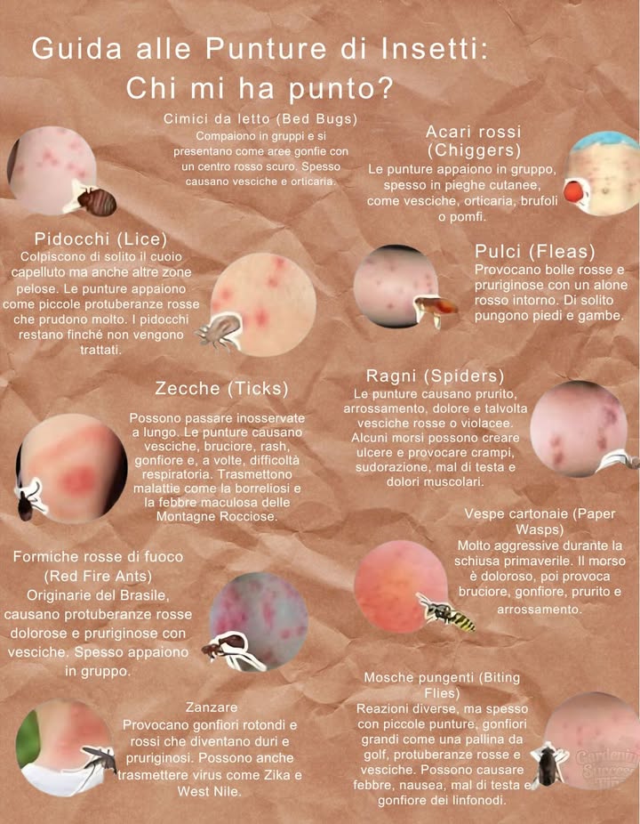 烈 Guida alle Punture: Chi Mi Ha Punto?
Riconosci linsetto e proteggiti! 

 Cimici da letto
Punture rosse raggruppate con centro scuro  possono fare vesciche o causare orticaria.
 Controlla materassi e valigie!

 Acari Chiggers
Papule rosse o vesciche nelle pieghe della pelle  minuscoli ma aggressivi!
 Diffusi in zone erbose o incolte.

 Pidocchi
Bolle rosse e pruriginose sul cuoio capelluto o zone pilifere.
类 Serve un trattamento completo per eliminarli.

 Pulci
Piccoli pomfi rossi con alone, molto pruriginosi  spesso su caviglie o gambe.
 Comuni se ci sono animali in casa.

隣 Zecche
Puntura indolore inizialmente  può causare eruzioni o trasmettere malattie es. Lyme.
 Ispeziona la pelle dopo attività allaperto.

 Ragni
Può causare vesciche, ulcere o sintomi come crampi e mal di testa.
 Consulta un medico se peggiora.

 Formiche rosse Fire ants
Pustole dolorose, gonfie e brucianti che fanno vesciche.
璘 Spesso pungono in gruppo.

 Vespe cartonaie
Puntura acuta con rossore e lieve gonfiore.
 Più aggressive in primavera!

 Zanzare
Pomfi rossi, pruriginosi e gonfi  a volte infettivi.
 Usa repellenti e elimina acqua stagnante.

 Mosche pungenti
Punture dolorose con gonfiore e vesciche  possono causare nausea o mal di testa.
 Evita aree umide e copri la pelle.

 Resta al sicuro allaperto!
Riconosci i segni, evita le zone a rischio e intervieni subito in caso di puntura.