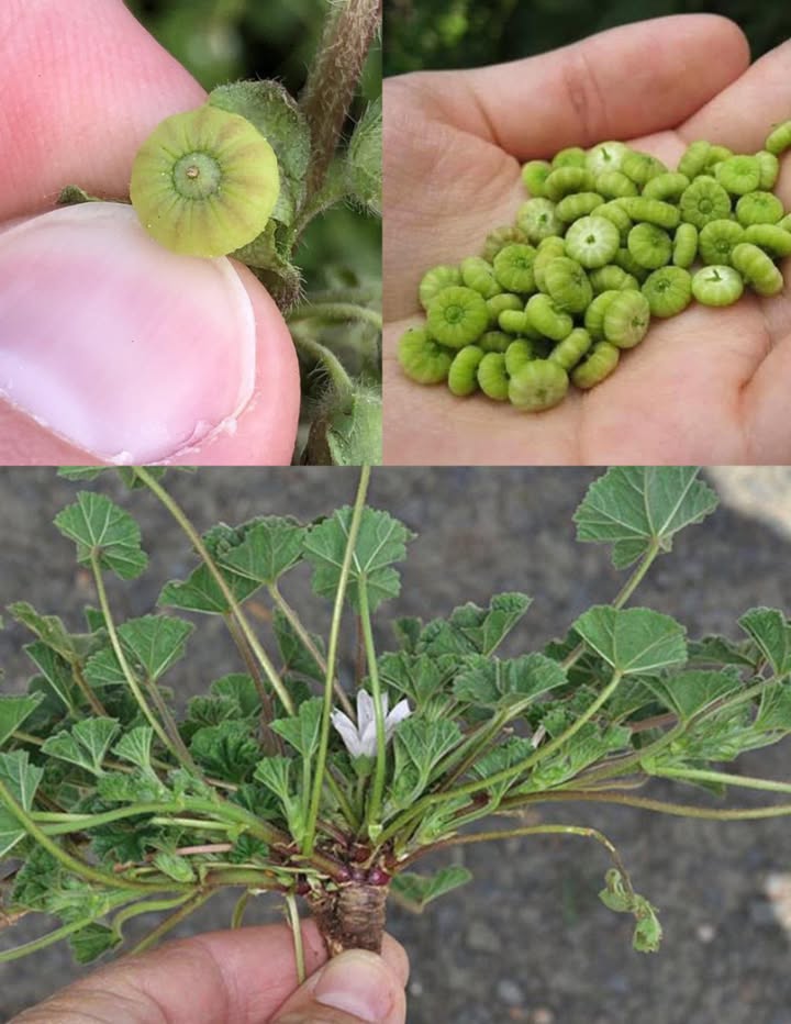 Cresce ovunque, ma la maggior parte delle persone non ha idea che questo frutto sia un vero tesoro… 
 La Malva Comune: il Tesoro Verde Nascosto e i suoi 10 Benefici per la Salute 

Tra le piante officinali più versatili e sottovalutate, la malva comune Malva sylvestris e Malva neglecta è un vero rimedio naturale. Le sue foglie, ricche di mucillagini, vitamine e antiossidanti, calmano, depurano e rinforzano lorganismo. Da secoli utilizzata nella medicina popolare, merita un posto fisso nella routine del benessere naturale.

 I 10 Benefici Principali delle Foglie di Malva

1 Lenitiva per lo stomaco  Le mucillagini rivestono e proteggono le pareti gastriche, alleviando gastrite, acidità e colon irritabile.

2 Antinfiammatoria naturale  I flavonoidi riducono gonfiori e dolori articolari, utile per artrite e tensioni muscolari.

3 Rinforza il sistema immunitario  Le vitamine A e C contrastano i radicali liberi e sostengono le difese naturali.

4 Calma la tosse e protegge le vie respiratorie  Le tisane di malva ammorbidiscono la gola e alleviano bronchite e raucedine.

5 Depurativa e diuretica  Stimola la diuresi, aiuta a eliminare tossine e sostiene la salute dei reni e della vescica.

6 Rigenera la pelle  In impacco, lenisce irritazioni, eczemi e arrossamenti grazie alle proprietà antimicrobiche e cicatrizzanti.

7 Alleata del cuore  I fitonutrienti della malva possono contribuire a ridurre colesterolo e pressione sanguigna.

8 Ricca di minerali essenziali  Contiene magnesio, ferro, calcio e potassio, fondamentali per ossa, muscoli e metabolismo.

9 Potenziale anticancerogeno  Studi preliminari mostrano effetti protettivi dei suoi composti vegetali contro lo stress ossidativo.

 Favorisce il controllo del peso  Poche calorie, tanta fibra: aumenta il senso di sazietà e regola lappetito.

 Come Usare le Foglie di Malva

In cucina: le foglie giovani sono commestibili, dal sapore delicato. Ottime in minestre, zuppe, insalate o saltate con olio e aglio.

Come tisana: lascia in infusione 1 cucchiaio di foglie essiccate in acqua bollente per 10 minuti. Bevi per calmare la gola o favorire la digestione.

Uso esterno: prepara un cataplasma con foglie pestate e applica su pelle irritata o piccole ferite. Puoi anche aggiungere linfuso allacqua del bagno per un effetto lenitivo.

 Unerba antica per la salute moderna
La malva è un piccolo miracolo verde: lenisce, depura e nutre, offrendo sollievo naturale a corpo e mente. Inserirla nella routine quotidiana significa riscoprire la forza dolce e discreta delle piante officinali.