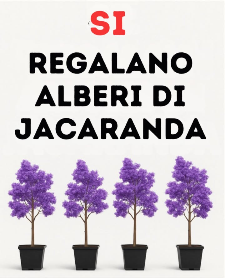 Guida rapida: Alberi ideali da piantare fuori casa senza danneggiare il marciapiede 
 Magnolia: albero medio, crescita moderata. Perfetto per ombra e grandi fiori bianchi decorativi.
 Albero della Pioggia: chioma ampia, foglie eleganti e fiori rosa o bianchi che illuminano ogni spazio.
 Sicomoro: albero imponente con tronco diritto e corteccia decorativa. Offre ombra e presenza senza sollevare il pavimento.
 Consiglio: specie sicure per i marciapiedi, decorative e ideali per aggiungere ombra e freschezza alla casa.
#GuidaRapida #AlberiIdeali #FreschezzaACasa
