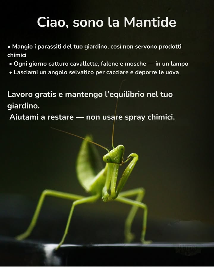 Le mantidi religiose sono il disinfestante naturale del giardino. 聯
Una sola può divorare fino a 16 cavallette, 12 mosche e 8 falene al giorno.
Vivono solo in giardini senza pesticidi, mantenendo lequilibrio dellecosistema in modo naturale.
Evita gli spray  i tuoi migliori alleati sono già al lavoro.