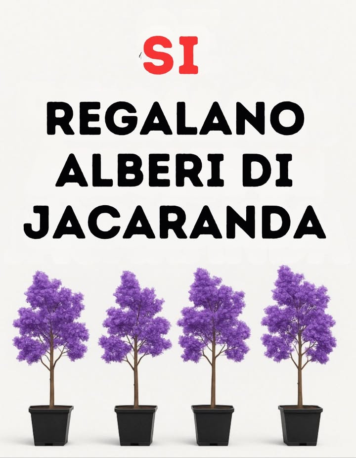 Guida rapida: Alberi ideali da piantare fuori casa senza danneggiare il marciapiede 

 Magnolia: albero medio, crescita moderata. Perfetto per ombra e grandi fiori bianchi decorativi.
 Albero della Pioggia: chioma ampia, foglie eleganti e fiori rosa o bianchi che illuminano ogni spazio.
 Sicomoro: albero imponente con tronco diritto e corteccia decorativa. Offre ombra e presenza senza sollevare il pavimento.

 Consiglio: specie sicure per i marciapiedi, decorative e ideali per aggiungere ombra e freschezza alla casa.
#GuidaRapida #AlberiIdeali #FreschezzaACasa