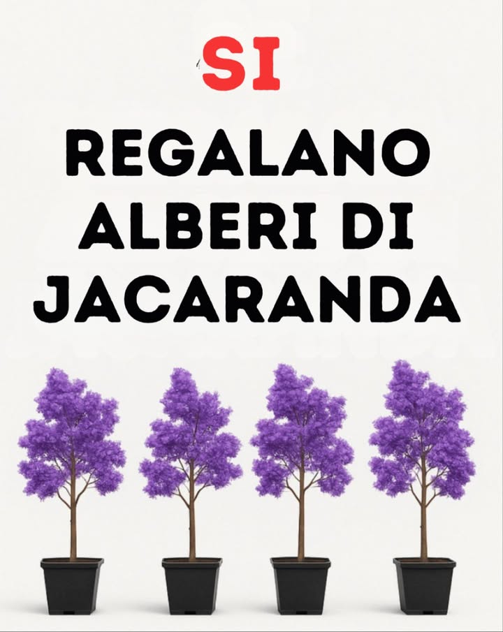 Guida rapida: Alberi ideali da piantare fuori casa senza danneggiare il marciapiede 
 Magnolia: albero medio, crescita moderata. Perfetto per ombra e grandi fiori bianchi decorativi.
 Albero della Pioggia: chioma ampia, foglie eleganti e fiori rosa o bianchi che illuminano ogni spazio.
 Sicomoro: albero imponente con tronco diritto e corteccia decorativa. Offre ombra e presenza senza sollevare il pavimento.
 Consiglio: specie sicure per i marciapiedi, decorative e ideali per aggiungere ombra e freschezza alla casa.
#GuidaRapida #AlberiIdeali #FreschezzaACasa