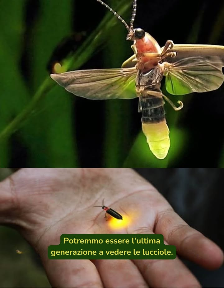 Le lucciole stanno scomparendo, non per cause naturali ma a causa nostra.
 Le principali ragioni: pesticidi, inquinamento luminoso e perdita dellhabitat.
Ma cè ancora speranza:
 Lascia crescere alcune piante selvatiche nel giardino.
 Evita luso di spray e aerosol.
 Coltiva specie autoctone.
Non lasciamo che la loro luce si spenga. Facciamola brillare ancora!