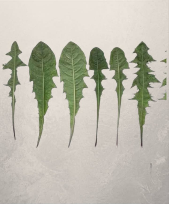 Ora è chiaro perché la Monsanto ha dichiarato guerra al tarassaco…
Solo una foglia di questa pianta, presente in ogni giardino, può salvarti la vita in un minuto, ma solo pochi sanno come usarla correttamente!
溺 Studi recenti dimostrano che la radice di tarassaco è citotossica contro tre tipi di cellule leucemiche umane, eliminandone fino al 96% in sole 48 ore!
Il tè di tarassaco agisce rompendo le cellule tumorali e stimolando la crescita di cellule sane.
 Il dottor Hamm e i suoi studenti hanno condotto una ricerca: hanno prelevato cellule del sangue da 9 pazienti, applicato lestratto di radice e osservato che in sole 24 ore le cellule tumorali erano distrutte.
 La natura ci offre rimedi potenti… il tarassaco ne è la prova!
 Altri benefici straordinari del tarassaco foglie e radice:
喝 Anemia:
Ricco di ferro, vitamine del gruppo B e proteine utili alla formazione dei globuli rossi.
領 Ossa forti:
Contiene calcio e antiossidanti come vitamina C e luteolina, proteggendo le ossa dai danni delletà.
 Diabete:
Il succo di tarassaco stimola il pancreas a produrre insulina naturalmente.
 Vie urinarie:
Previene infezioni urinarie, disturbi renali e cistiti.
 Depurazione del fegato:
Favorisce il flusso biliare e aiuta la digestione. La vitamina C riduce linfiammazione.
 Aiuto digestivo:
Stimola lappetito, equilibra i batteri intestinali e favorisce la digestione.
林 Cura della pelle:
Il succo di tarassaco, alcalino e disinfettante, combatte infezioni cutanee eczema, herpes, funghi, prurito…