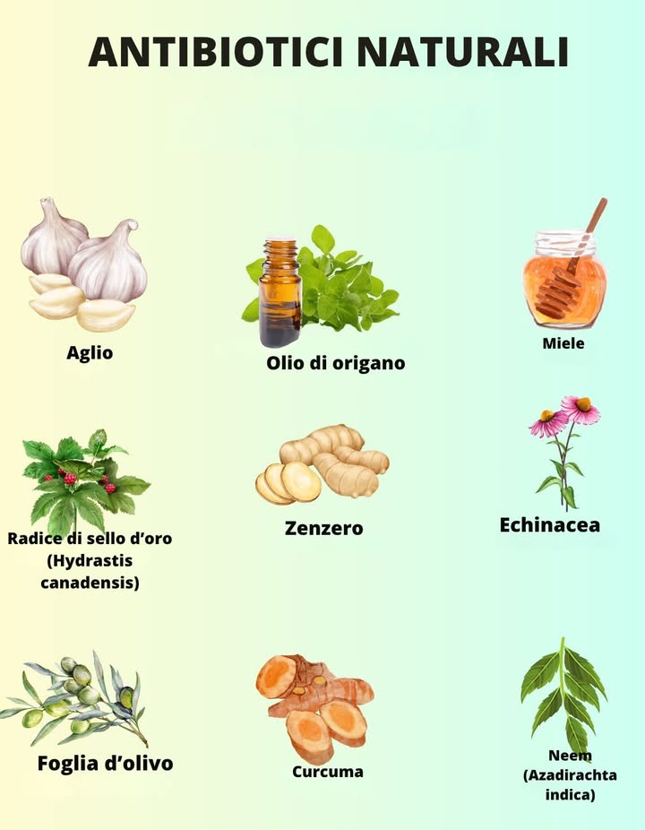 ANTIBIOTICI NATURALI
-Aglio
-Olio di origano
-Miele
-Timbro doro
-Zenzero
-Echinacea
-Foglia dolivo
-Curcuma
-Neem