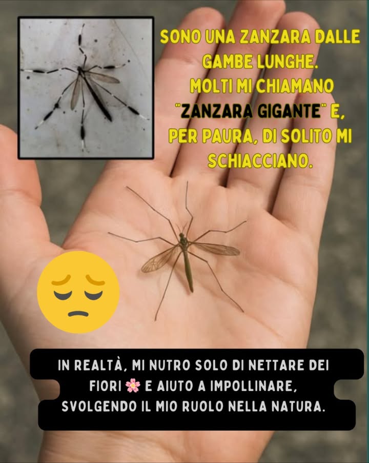 烈 Ciao, non sono quello che pensi

Sono una zanzara dalle zampe lunghe. Molti mi chiamano zanzara gigante e per paura spesso mi schiacciano .

Ma la verità è questa:
 Non pungo.
 Non bevo sangue.
 Sono completamente innocua.

In realtà mi nutro solo di nettare dei fiori  e aiuto limpollinazione, svolgendo il mio ruolo nella natura.

 Quindi la prossima volta che mi vedi, ricordalo:
Non sono pericolosa, sono solo incompresa.

 Ogni piccola vita merita rispetto e gentilezza.

#ZanzaraGigante #NonSonoPericolosa #NettareDeiFiori