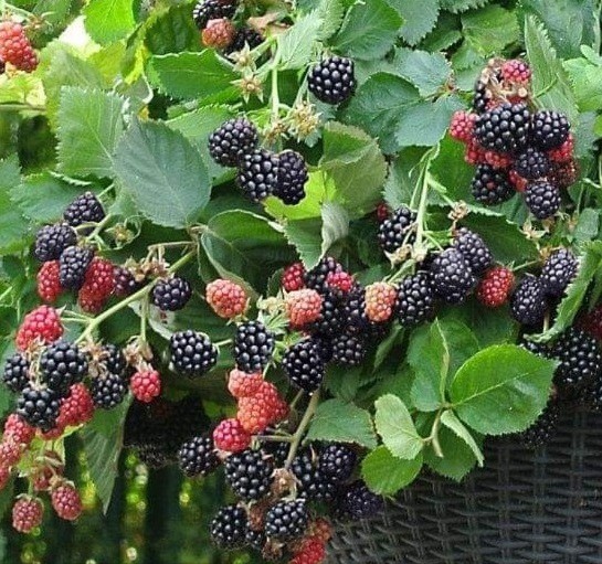 Sapevi che…
Ogni anno, le piante di more producono nuovi rami a partire dalla corona situata appena sotto la superficie del terreno e dalle radici che si estendono per una certa distanza. Ogni ramo vive per 2 anni. Il primo anno, il ramo produce solo foglie, mentre il secondo anno porta i frutti…
I giardinieri di more e lamponi possono aumentare considerevolmente il loro raccolto di bacche imparando una tecnica conosciuta come “tipping”, secondo un educatore in orticoltura dellUniversità dellIllinois… “Lestate è il periodo ideale per potare more e lamponi” la potatura consente la crescita dei rami laterali, aumentando il raccolto di frutti di tre o cinque volte.
La potatura, chiamata anche pizzicatura, consiste nel rimuovere i 5-7 cm superiori del ramo primocane  la nuova crescita dellanno in corso. Eliminando questa parte della pianta si stimola la ramificazione laterale…
… fatti interessanti…
Le more sono state utilizzate dalle donne in travaglio per alleviare i dolori del parto, poiché contengono alti livelli di vitamina K, che può agire come rilassante muscolare…
Esistono circa 375 specie di more, diffuse in quasi tutte le regioni del mondo…
I Greci usavano la mora come rimedio contro la gotta, mentre i Romani preparavano uninfusione di foglie di mora per trattare varie malattie…
Le more contengono rame, essenziale per il metabolismo osseo, e sono fondamentali per la produzione di globuli bianchi e rossi nel corpo… Il colore molto scuro delle more indica alti livelli di antiossidanti nel frutto…
Le api che si nutrono dei fiori del rovo producono un miele di colore scuro dal sapore fruttato…
Le more sono anche chiamate more di Lawers, more di Thimble, more di Wronie e more di Mûre…
Il colore blu scuro delle more garantisce che le more abbiano uno dei livelli più alti di antiossidanti tra tutti i frutti. Gli antiossidanti, noti per ridurre il rischio di molti tumori, sono un enorme vantaggio, ma è meglio consumare le bacche al naturale per ottenere tutti i benefici…
Se un rovo diventa arancione, distruggilo. Si tratta di una grave malattia fungina che non può essere curata…
Consumare more può aiutare a favorire il rassodamento sano dei tessuti, una procedura non chirurgica eccellente per rendere la pelle più giovane…
Un consumo prolungato di more aiuta anche a mantenere il cervello attivo, preservando così la lucidità del pensiero e una buona memoria. Grazie al mio amico Mike Houston.