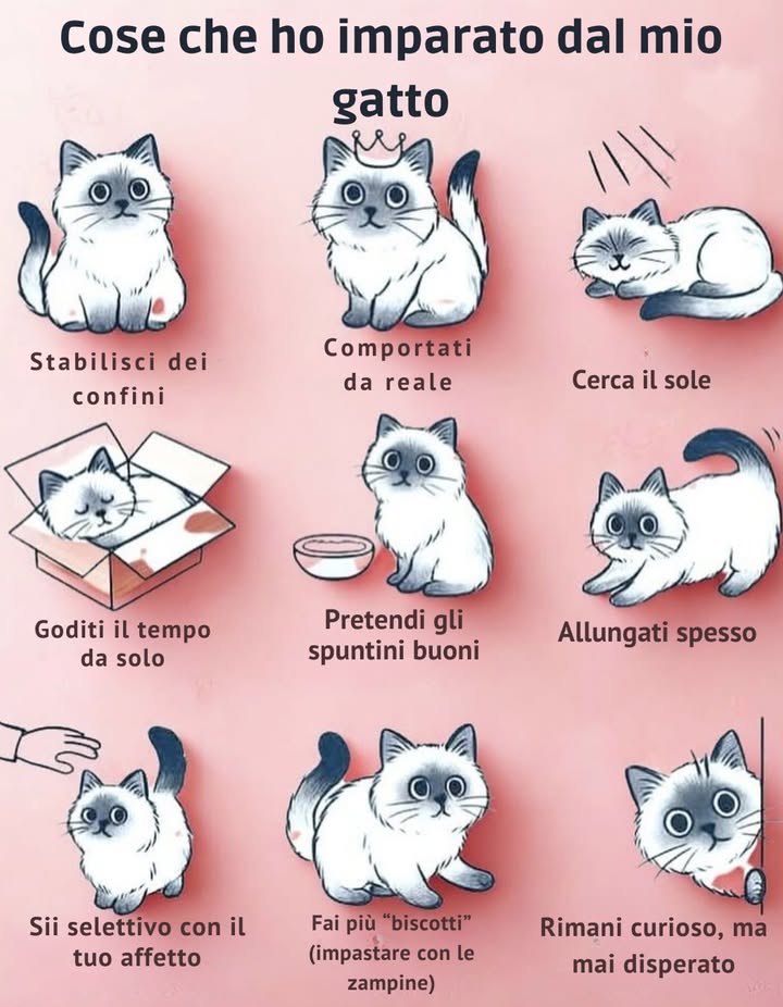 Cose che ho imparato dal mio gatto 

 Stabilisci dei confini  proteggi il tuo spazio e il tuo tempo
 Comportati da reale  cammina con grazia e fiducia
 Cerca il sole  trova sempre i tuoi momenti di calore
 Goditi il tempo da solo  ricarica le energie nella tua tranquillità
 Pretendi gli spuntini buoni  scegli ciò che ti nutre davvero
 Allungati spesso  mantieni il corpo morbido e libero
 Sii selettivo con il tuo affetto  dona energia solo dove è reciproca
 Fai più biscotti  coltiva i tuoi gesti di calma e piacere
 Rimani curioso, ma mai disperato  esplora con serenità e fiducia