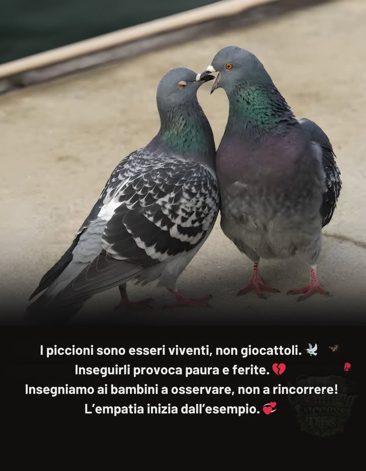 I piccioni di città sono esseri senzienti,
non giocattoli per bambini.
Inseguirli o spaventarli provoca stress
e, a volte, anche ferite.

Cosa possiamo insegnare ai bambini:
 Mantieni le distanze  osserva, non inseguire.
 Non lanciare oggetti, non calciare, non spaventare.
 Rimani in silenzio quando i piccioni si nutrono o riposano.
 Se vedi un uccello ferito, contatta un centro di recupero.

I bambini imparano lempatia attraverso lesempio 
insegnamo loro a rispettare tutti gli esseri viventi.