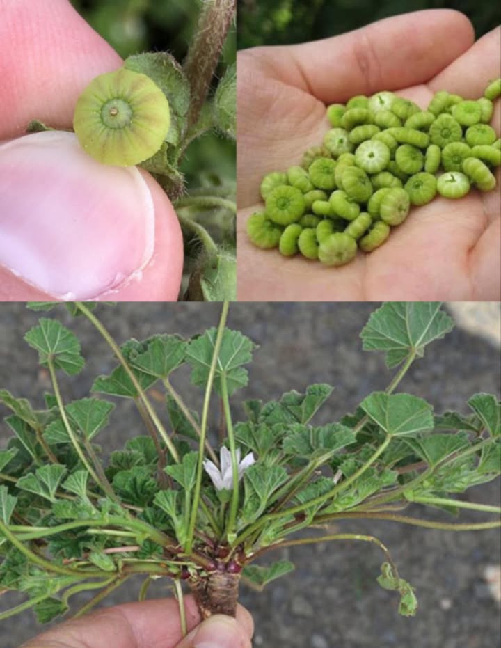 Cresce ovunque, ma la maggior parte delle persone non ha idea che questo frutto sia un vero tesoro… 
 La Malva Comune: il Tesoro Verde Nascosto e i suoi 10 Benefici per la Salute 
Tra le piante officinali più versatili e sottovalutate, la malva comune Malva sylvestris e Malva neglecta è un vero rimedio naturale. Le sue foglie, ricche di mucillagini, vitamine e antiossidanti, calmano, depurano e rinforzano lorganismo. Da secoli utilizzata nella medicina popolare, merita un posto fisso nella routine del benessere naturale.
 I 10 Benefici Principali delle Foglie di Malva
1 Lenitiva per lo stomaco  Le mucillagini rivestono e proteggono le pareti gastriche, alleviando gastrite, acidità e colon irritabile.
2 Antinfiammatoria naturale  I flavonoidi riducono gonfiori e dolori articolari, utile per artrite e tensioni muscolari.
3 Rinforza il sistema immunitario  Le vitamine A e C contrastano i radicali liberi e sostengono le difese naturali.
4 Calma la tosse e protegge le vie respiratorie  Le tisane di malva ammorbidiscono la gola e alleviano bronchite e raucedine.
5 Depurativa e diuretica  Stimola la diuresi, aiuta a eliminare tossine e sostiene la salute dei reni e della vescica.
6 Rigenera la pelle  In impacco, lenisce irritazioni, eczemi e arrossamenti grazie alle proprietà antimicrobiche e cicatrizzanti.
7 Alleata del cuore  I fitonutrienti della malva possono contribuire a ridurre colesterolo e pressione sanguigna.
8 Ricca di minerali essenziali  Contiene magnesio, ferro, calcio e potassio, fondamentali per ossa, muscoli e metabolismo.
9 Potenziale anticancerogeno  Studi preliminari mostrano effetti protettivi dei suoi composti vegetali contro lo stress ossidativo.
 Favorisce il controllo del peso  Poche calorie, tanta fibra: aumenta il senso di sazietà e regola lappetito.
 Come Usare le Foglie di Malva
In cucina: le foglie giovani sono commestibili, dal sapore delicato. Ottime in minestre, zuppe, insalate o saltate con olio e aglio.
Come tisana: lascia in infusione 1 cucchiaio di foglie essiccate in acqua bollente per 10 minuti. Bevi per calmare la gola o favorire la digestione.
Uso esterno: prepara un cataplasma con foglie pestate e applica su pelle irritata o piccole ferite. Puoi anche aggiungere linfuso allacqua del bagno per un effetto lenitivo.
 Unerba antica per la salute moderna
La malva è un piccolo miracolo verde: lenisce, depura e nutre, offrendo sollievo naturale a corpo e mente. Inserirla nella routine quotidiana significa riscoprire la forza dolce e discreta delle piante officinali.