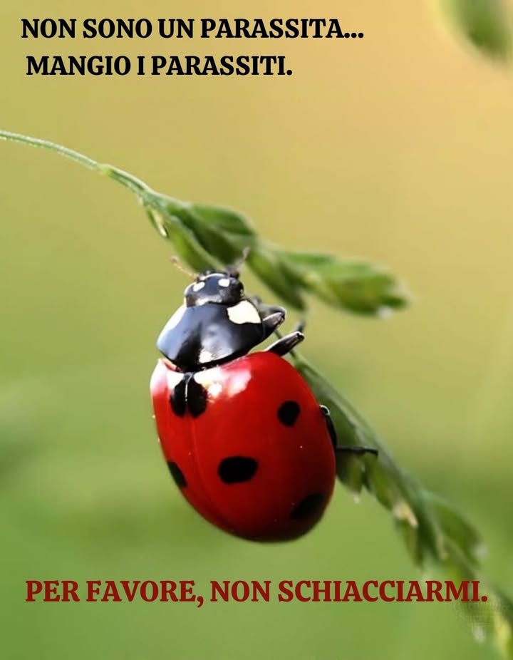 Un piccolo alleato nel tuo giardino 

Le coccinelle non sono parassiti sono predatori naturali di afidi, acari e larve dannose. Una sola coccinella adulta può mangiare fino a 100 afidi al giorno, proteggendo orti, balconi e piante da invasioni indesiderate.

 Benefici delle coccinelle nel giardinaggio:
 Riducono luso di pesticidi chimici
 Proteggono colture, fiori e alberi da frutto
 Non arrecano danni alle piante o alluomo
 Sono un segnale di un ecosistema sano e bilanciato

 Quando vedi una coccinella, ricorda:
“NON SONO UN PARASSITA MANGIO I PARASSITI.”
“PER FAVORE, NON SCHIACCIARMI.”