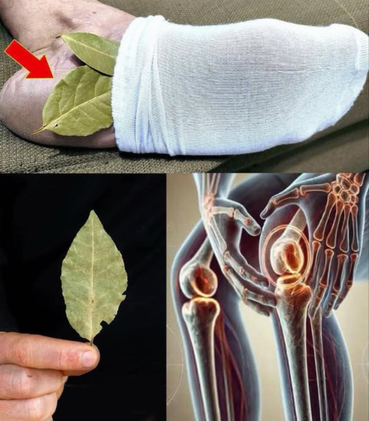 Mettete 1 foglia di alloro sui piedi e non dovrete più spendere soldi in farmacia…
 Sollievo Naturale con le Foglie di Alloro nei Calzini! 
Un rimedio semplice e sorprendente per alleviare il dolore a piedi, articolazioni e schiena!
 Come si fa:
Prendi 1-2 foglie di alloro pulite e asciutte
Inseriscile dentro ai calzini, vicino al tallone
Indossa i calzini di notte o mentre ti rilassi in casa
Ripeti ogni giorno per 2 settimane
 Benefici Principali:
Riduce dolore e infiammazione
Migliora la circolazione
Favorisce il rilassamento e il sonno
Protegge da funghi e batteri
離 Leugenolo, il principio attivo dellalloro, ha potenti effetti antinfiammatori e analgesici, proprio come alcuni farmaci… ma totalmente naturale!
 Ideale per chi soffre di:
Piedi doloranti
Artrite o dolori articolari
Infiammazioni croniche
Mal di schiena o ginocchia
 Un antico segreto della natura, a portata di piede!
Provalo anche tu per scoprire quanto può essere potente una semplice foglia.