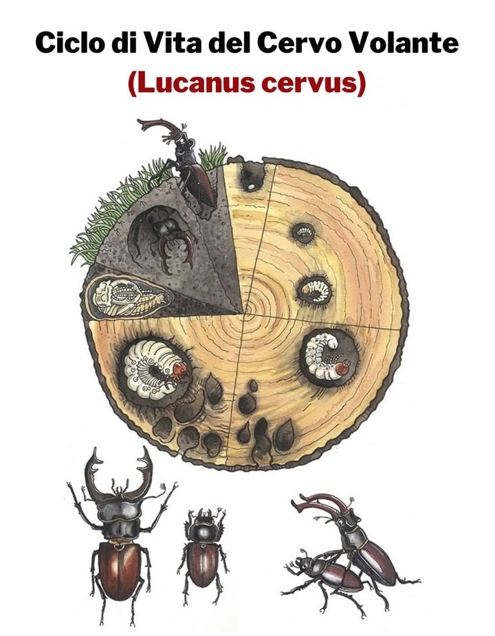 Ciclo di Vita del Cervo Volante Lucanus cervus

Il Lucanus cervus, noto come scarabeo cervo volante, è uno dei coleotteri più grandi dEuropa e svolge un ruolo ecologico essenziale nel riciclo della materia organica del legno morto.

讀 1. Uovo

Le femmine depongono le uova nel terreno, vicino a tronchi o radici in decomposizione.

 2. Larva

Le larve vivono sepolte nel legno marcio per 36 anni, nutrendosi di materia organica in decomposizione. Durante questo lungo periodo crescono lentamente fino a raggiungere diversi centimetri di lunghezza.

調 3. Pupa

Quando la larva è matura, costruisce una cameretta nel terreno dove si trasforma in pupa. Questa fase dura alcune settimane, durante le quali avviene la metamorfosi.

者 4. Adulto

Ladulto emerge in estate. I maschi, riconoscibili dalle grandi mandibole a forma di corna, le usano per combattere con altri maschi durante il corteggiamento. Gli adulti vivono solo pochi mesi, si nutrono poco e si concentrano sulla riproduzione.

 Importanza ecologica:
Il cervo volante aiuta a riciclare il legno morto, favorendo la fertilità del suolo e la biodiversità dei boschi.