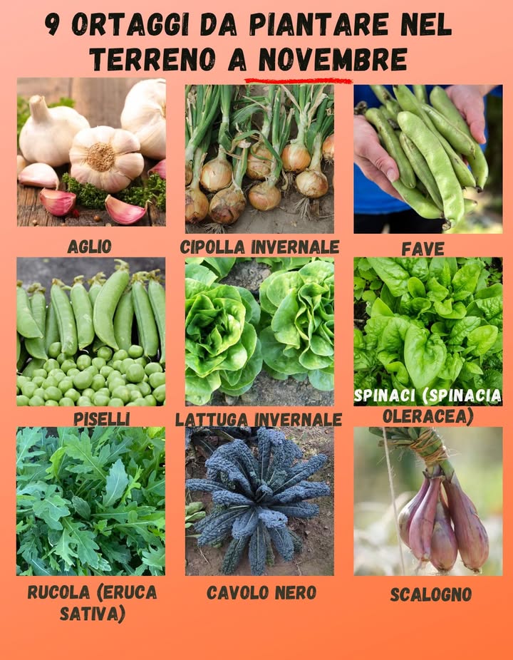 9 Ortaggi da piantare nel terreno a novembre

Novembre è il mese perfetto per avviare le coltivazioni invernali, approfittando dellumidità naturale e delle temperature miti del suolo.

龍 Aglio  si interrano gli spicchi a 3-5 cm di profondità, in terreno drenante e ben esposto al sole.
暈 Cipolla invernale  trapianta bulbilli o piantine; resiste bene al freddo e si sviluppa lentamente fino alla primavera.
 Fave  semina diretta, migliorano il terreno fissando azoto e offrono raccolti precoci.
 Piselli  varietà invernali che germinano anche con basse temperature, ideali per il terreno aperto.
塞 Lattuga invernale  cresce bene in aiuole coperte o protette dal vento; raccogli foglie giovani per insalate fresche.
 Spinaci Spinacia oleracea  preferiscono zone soleggiate e terreni fertili, ottimi per raccolti scalari.
 Rucola Eruca sativa  si adatta facilmente e produce a lungo; ideale per semine successive.
復 Cavolo nero  rustico e resistente, arricchisce lorto dinverno con foglie ricche di nutrienti.
暈 Scalogno  interra i bulbi a 10 cm di distanza; cresce lentamente ma garantisce ottima conservazione.

 Novembre è il mese della pazienza: si pianta oggi ciò che nutrirà la terra e la tavola nei mesi a venire.