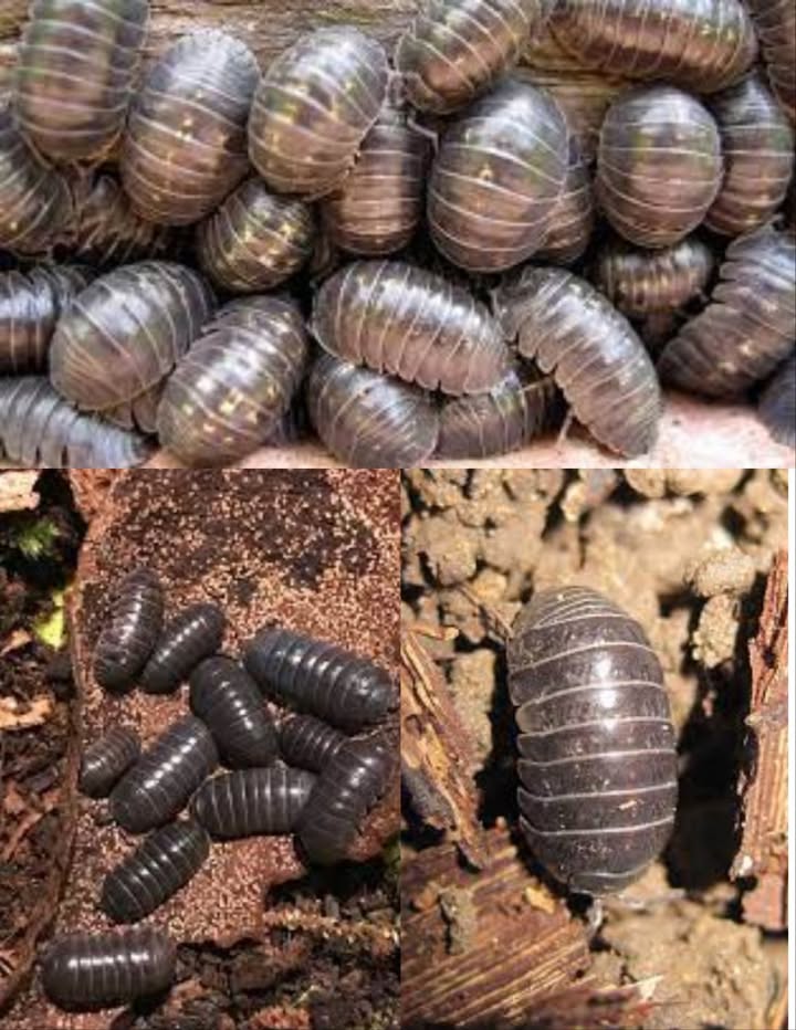 Penso che molti giardinieri si chiedano cosa siano questi insetti nel loro giardino. Si chiamano Oniscidae. Puoi trovarli sotto un mattone o un oggetto umido. Forse ti hanno fatto provare disgusto e ti sei chiesto perché esistano in natura. Ebbene, lascia che te lo dica: gli Oniscidae, meglio conosciuti come porcellini di terra, sono un sottogruppo di crostacei isopodi con una funzione fondamentale: rimuovere i metalli pesanti dannosi dal suolo, come mercurio, cadmio e piombo. Contribuiscono alla depurazione della terra e delle falde acquifere, confermando la saggezza della natura. Non danneggiarli né spruzzare pesticidi!