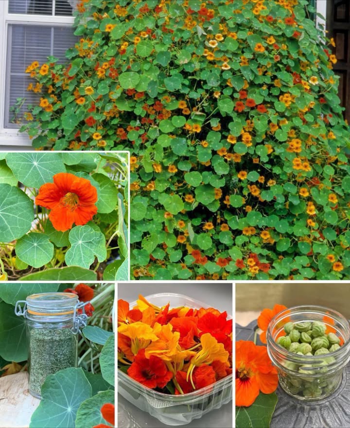 I nasturzi sono piante meravigliose che non dovrebbero mancare in nessun giardino: ecco perché e come gustarne ogni parte commestibile!
 Nasturzi: La Pianta Spettacolare e Utile che Ogni Giardino Dovrebbe Avere 

Vivaci, versatili e incredibilmente benefiche, le nasturzi Tropaeolum majus sono una delle piante più complete da coltivare in giardino. Con i loro fiori dai toni caldi di arancio, giallo e rosso, uniscono bellezza, funzionalità e gusto, offrendo vantaggi ecologici e culinari in ununica pianta.

 1. Difesa Naturale contro i Parassiti

Le nasturzi funzionano come piante trappola: attirano afidi, cavolaie e mosche bianche, proteggendo ortaggi più delicati come pomodori, cetrioli e peperoni.
Questo meccanismo naturale riduce la necessità di pesticidi chimici e aiuta a mantenere un ecosistema sano nellorto.

 2. Amiche degli Impollinatori

I loro fiori profumati attirano api, farfalle e insetti utili, migliorando la fecondazione delle piante da frutto e ortaggi come zucchine, zucche e fragole.
Un giardino con nasturzi è un giardino più vivo, colorato e produttivo.

 3. Facili da Coltivare e Resistenti

Perfette anche per chi non ha esperienza: crescono in terreni poveri, tollerano la siccità e si sviluppano rapidamente.

Preferiscono terreni ben drenati e non troppo fertili troppo azoto = tante foglie, pochi fiori.

Amano il sole pieno, ma resistono anche a mezzombra.

Richiedono innaffiature moderate e poca manutenzione.
Ideali per aiuole, bordure, vasi e cestini pensili.

綾 4. Completamente Commestibili e Deliziose

Tutta la pianta è edibile: fiori, foglie e semi hanno un gusto pepato e fresco, simile alla rucola, perfetto per insalate e piatti creativi.

 Fiori:

Gusto leggermente piccante e aromatico.

Ideali per decorare insalate, antipasti, zuppe o dolci salati.

Puoi farcirli con formaggi freschi caprino, ricotta per un antipasto elegante.

 Foglie:

Pepate e aromatiche, ottime in insalate, panini, pesto o frittate.

Aggiungono un tocco vivace a salse e ripieni.

 Semi:

Raccolti verdi e conservati sottaceto, diventano i cosiddetti capperi dei poveri.

Da secchi e macinati, si usano come spezie per condire verdure o marinature.

 5. Raccolta e Cura

Semina: in primavera, dopo le gelate. Puoi anticipare la semina in vaso 34 settimane prima.

Fioritura: da maggio fino allautunno.

Raccolta:

Fiori: quando sono appena aperti.

Foglie: giovani, per un sapore più delicato.

Semi: verdi per sottaceto, o secchi per la semina futura.

 6. Benefici per la Salute

Oltre al valore decorativo e gastronomico, le nasturzi sono ricche di sostanze nutritive e curative:

Vitamina C  rafforza il sistema immunitario.

Antiossidanti  proteggono le cellule dallo stress ossidativo.

Proprietà antibatteriche e antifungine  tradizionalmente usate in tisane e impacchi naturali.

Contengono ferro, calcio e sali minerali preziosi per lorganismo.

 7. Usi Creativi oltre il Giardino

Coloranti naturali: i fiori donano tonalità dorate ai tessuti e alle carte.

Decorazioni floreali: perfetti in mazzi e centrotavola.

Infusi e aceti aromatici: per creare tisane o condimenti profumati.

 In Sintesi

Le nasturzi uniscono bellezza, utilità e gusto:

proteggono lorto,

attirano gli impollinatori,

arricchiscono i piatti,

e sostengono la salute.

 Una sola pianta che porta colore, equilibrio e sapore  dal giardino alla cucina.