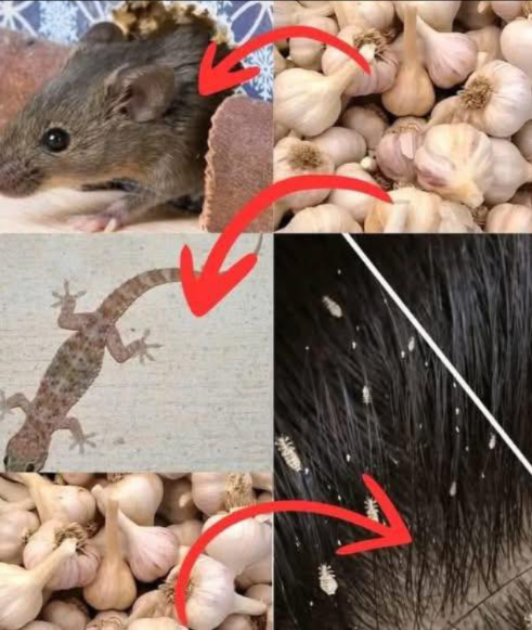 Laglio non serve solo per i tuoi piatti è unarma naturale potente.
Invece di usare prodotti chimici contro topi, mosche, pidocchi, scarafaggi e altro, usa laglio.
È una soluzione biologica, efficace, economica ed ecologica.
Si usa da secoli ma oggi molti lo ignorano.
Allontanare i topi
Metodo: schiaccia alcuni spicchi daglio, avvolgili nel cotone e mettili negli angoli.
Effetto: lodore agisce come barriera invisibile. I topi scappano.
Respinge le mosche
Metodo: frulla aglio con acqua, filtra e spruzza su porte e finestre.
Effetto: le mosche non sopportano lodore e non tornano.
Eliminare i pidocchi
Metodo: applica una pasta daglio con un po dacqua sul cuoio capelluto.
Effetto: soffoca pidocchi e uova senza chimici.
Scacciare gli scarafaggi
Metodo: aglio schiacciato in contenitori sotto il lavello e negli angoli bui.
Effetto: si disorientano e se ne vanno.
Allontanare le lucertole
Metodo: applica pasta daglio agli ingressi di casa.
Effetto: barriera olfattiva. Non si avvicinano.
Tenere lontane le zanzare
Metodo: spruzza aglio con acqua intorno alla casa.
Effetto: repellente naturale. Sonno tranquillo.
Il futuro è nella semplicità.
Laglio è hacking ecologico: meno veleni, più buon senso.
Trasforma la tua casa in una zona libera senza chimici.