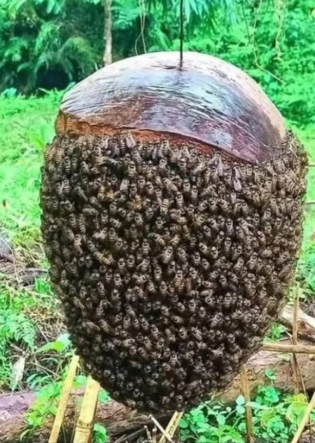 Sai che le api anziane non tornano allalveare di notte? Restano sui fiori e, se vedono unaltra alba, riprendono il loro lavoro portando polline o nettare, sapendo che la fine è vicina. Nessuna ape muore nellalveare per non gravare sulla colonia.
 Le api, come tutti gli insetti, hanno sangue freddo ma nellalveare formano un unico organismo caldo.
 Alcune raccolgono polline, altre nettare; non scambiano mai il loro compito.
 Il polline dei tarassachi, giallo sui fiori, diventa arancione mescolato al nettare nelle cellette.
 Una colonia può sopravvivere fino a 356 giorni dinverno senza voli di pulizia.
 Anche dopo la morte le api sono utili: i loro prodotti aiutano ad alleviare dolori articolari.
 Le api non dormono mai. Grazie, piccole api benedette!