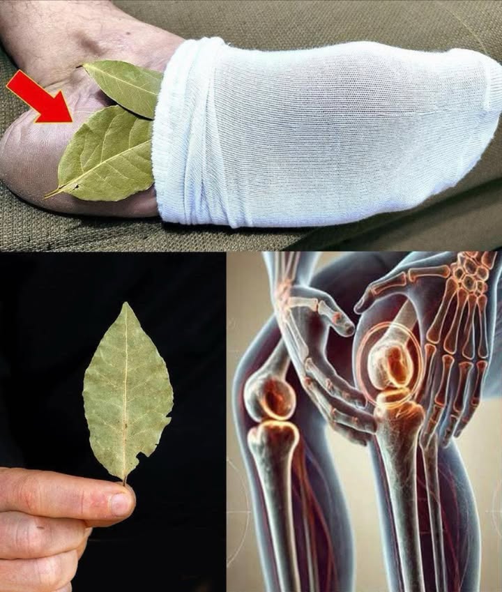 Mettete 1 foglia di alloro sui piedi e non dovrete più spendere soldi in farmacia…
 Sollievo Naturale con le Foglie di Alloro nei Calzini! 
Un rimedio semplice e sorprendente per alleviare il dolore a piedi, articolazioni e schiena!
 Come si fa:
Prendi 1-2 foglie di alloro pulite e asciutte
Inseriscile dentro ai calzini, vicino al tallone
Indossa i calzini di notte o mentre ti rilassi in casa
Ripeti ogni giorno per 2 settimane
 Benefici Principali:
Riduce dolore e infiammazione
Migliora la circolazione
Favorisce il rilassamento e il sonno
Protegge da funghi e batteri
離 Leugenolo, il principio attivo dellalloro, ha potenti effetti antinfiammatori e analgesici, proprio come alcuni farmaci… ma totalmente naturale!
 Ideale per chi soffre di:
Piedi doloranti
Artrite o dolori articolari
Infiammazioni croniche
Mal di schiena o ginocchia
 Un antico segreto della natura, a portata di piede!
Provalo anche tu per scoprire quanto può essere potente una semplice foglia.