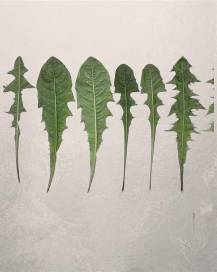 Ora è chiaro perché la Monsanto ha dichiarato guerra al tarassaco…
Solo una foglia di questa pianta, presente in ogni giardino, può salvarti la vita in un minuto, ma solo pochi sanno come usarla correttamente!
溺 Studi recenti dimostrano che la radice di tarassaco è citotossica contro tre tipi di cellule leucemiche umane, eliminandone fino al 96% in sole 48 ore!
Il tè di tarassaco agisce rompendo le cellule tumorali e stimolando la crescita di cellule sane.
 Il dottor Hamm e i suoi studenti hanno condotto una ricerca: hanno prelevato cellule del sangue da 9 pazienti, applicato lestratto di radice e osservato che in sole 24 ore le cellule tumorali erano distrutte.
 La natura ci offre rimedi potenti… il tarassaco ne è la prova!
 Altri benefici straordinari del tarassaco foglie e radice:
喝 Anemia:
Ricco di ferro, vitamine del gruppo B e proteine utili alla formazione dei globuli rossi.
領 Ossa forti:
Contiene calcio e antiossidanti come vitamina C e luteolina, proteggendo le ossa dai danni delletà.
 Diabete:
Il succo di tarassaco stimola il pancreas a produrre insulina naturalmente.
 Vie urinarie:
Previene infezioni urinarie, disturbi renali e cistiti.
 Depurazione del fegato:
Favorisce il flusso biliare e aiuta la digestione. La vitamina C riduce linfiammazione.
 Aiuto digestivo:
Stimola lappetito, equilibra i batteri intestinali e favorisce la digestione.
林 Cura della pelle:
Il succo di tarassaco, alcalino e disinfettante, combatte infezioni cutanee eczema, herpes, funghi, prurito….