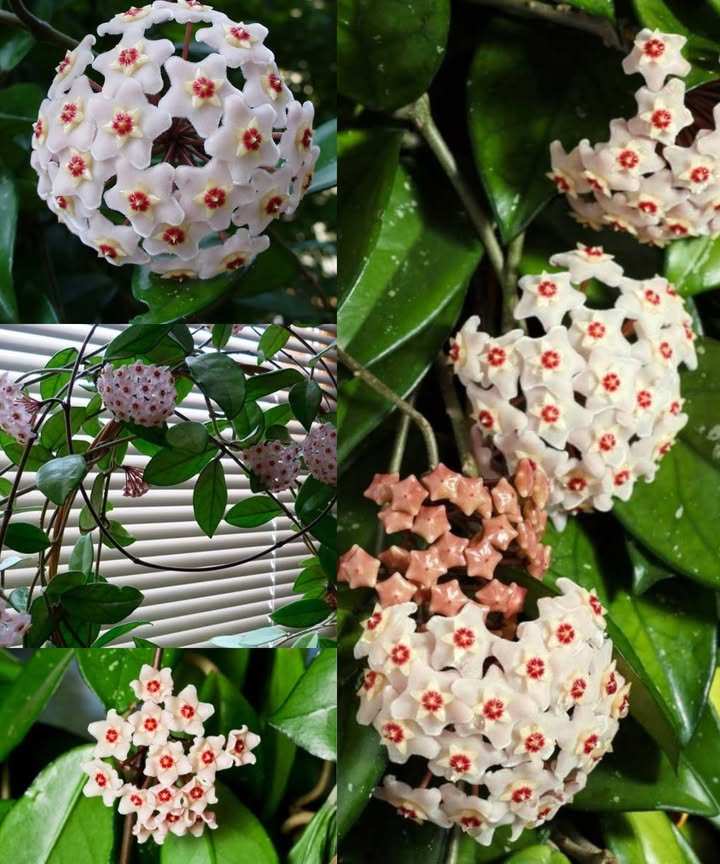 La Corona di Cristo Hoja di cera: mia nonna mi ha rivelato il motivo per cui dovrebbe essere presente in ogni casa!
Ecco la versione semplificata dellarticolo, presentata in punti:
1. hoya Carnosa: Una Pianta da Interno Bellissima:
– La Hoya Carnosa è una pianta da interno con fiori che decorano la casa.
– È conosciuta anche come “voskovka” per i fiori che sembrano ricoperti di cera.
2. Aspetto e Provenienza:
– Originaria dellAsia, è una pianta vigorosa che cresce anche di diversi metri di lunghezza.
– In casa, è coltivata in vasi e di solito è di dimensioni più piccole.
– Ha foglie dense, lucide e ovali, ricoperte da una pellicola cerosa.
3. Come Coltivare la Hoya:
– Non richiede molte cure e può adattarsi bene a diverse condizioni.
– Cresce meglio in mezzombra o in luoghi luminosi ma non direttamente sotto il sole.
– Durante la fioritura, può essere limitata lirrigazione e la temperatura ambiente dovrebbe essere intorno ai 16-18C in inverno.
4. Concimazione e Fioritura:
– Va concimata durante il periodo vegetativo, preferibilmente ogni due settimane.
– Può fiorire due volte allanno, soprattutto in giugno e settembre.
– Se non fiorisce, potrebbe essere necessario esporla a più luce.
5. Malattie e Parassiti:
– La Hoya è resistente alle malattie ma può soffrire di malattie fungine se bagnata troppo.
– La mancanza di fioritura potrebbe indicare un problema di esposizione alla luce o di irrigazione e concimazione eccessive.
6. Riproduzione:
– La riproduzione è semplice: basta tagliare un pezzo di germoglio con almeno una coppia di foglie e inserirlo in acqua o substrato.
7. Informazioni Interessanti:
– La Hoya è associata a credenze sul fiore della povertà, poiché prospera meglio con poche cure.
– Nonostante le leggende, è una pianta affascinante e facile da coltivare