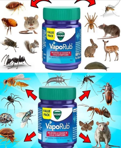 VICKS VAPORUB: Il Repellente Naturale per Parassiti in Casa! 
烈 Zanzare:
Applica un po di Vaporub su polsi, caviglie, collo e dietro le orecchie. Lodore forte di mentolo, canfora e eucalipto tiene lontani gli insetti.
Suggerimento: metti barattoli aperti vicino a finestre e porte per una zona mosquito-free.
 Mosche:
Spalma Vaporub su pezzetti di stoffa o carta e posizionali vicino a bidoni, lavelli e cucine. Oppure metti una ciotola con acqua calda e un po di Vaporub per far evaporare il profumo repellente.
 Formiche:
Applica Vaporub su crepe, ingressi e piste delle formiche. Spalmalo intorno ai bidoni e in cucina per interrompere il loro cammino e tenerle lontane.
 Provalo: è facile, naturale e mantiene la casa libera da insetti fastidiosi!