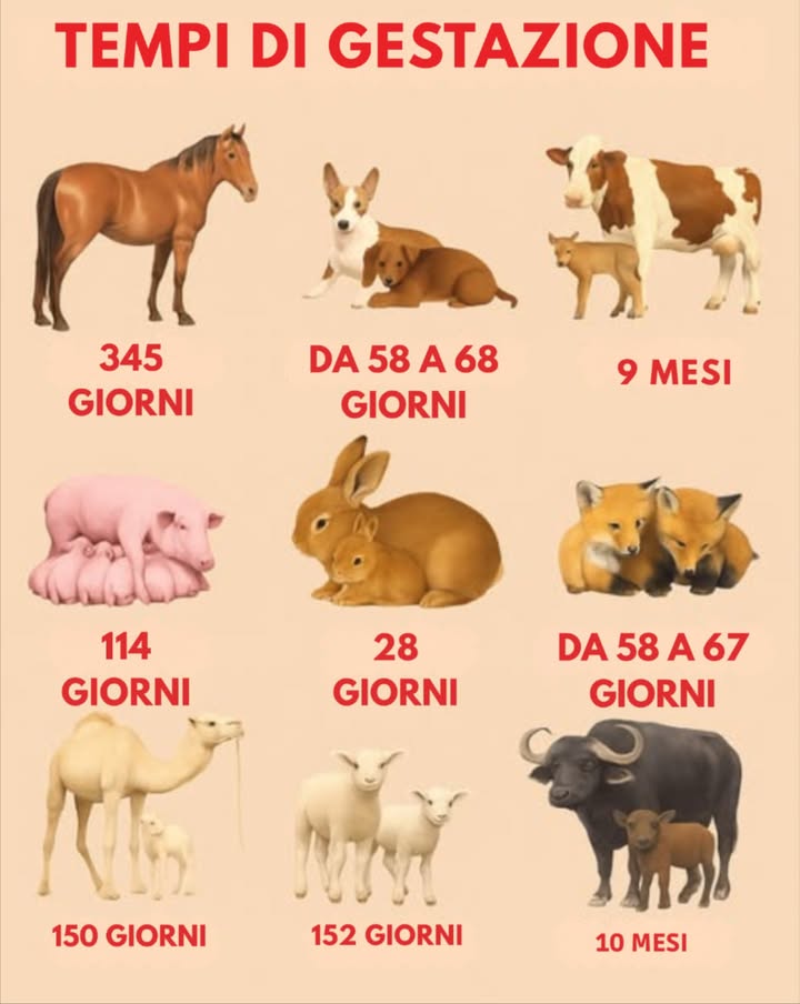 Guida pratica: Periodi di gestazione degli animali domestici
 Cavallo : 345 giorni
Gestazione prolungata affinché il puledro nasca forte e cammini fin dallinizio.
 Cane : 58 a 68 giorni
Gestazione breve, cuccioli molto dipendenti dalla madre alla nascita.
 Mucca : 9 mesi
Simile allessere umano. Il vitello può alzarsi rapidamente alla nascita.
 Maiale : 114 giorni
Nate numerose. I cuccioli si sviluppano rapidamente dopo il parto.
 Coniglio : 28 giorni
Tempo breve che consente nascite frequenti con cuccioli che crescono velocemente.
 Capra : 150 giorni
Nascono capretti forti che si adattano bene a diversi ambienti.
 Gatto : 58 a 67 giorni
Nate multiple. I gattini sono fragili e dipendono completamente dalla madre.
 Pecora : 152 giorni
I cuccioli nascono pronti a muoversi e seguire la madre.
 Bisonte : 10 mesi
Lunga gestazione per garantire cuccioli forti in ambienti rurali.