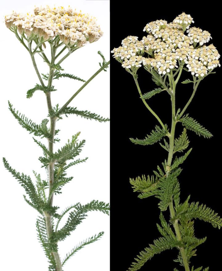 Trovare questa pianta è più prezioso che trovare denaro: la maggior parte delle persone pensa che sia solo unerbaccia. Non sanno nemmeno che è una delle piante più potenti in circolazione e che cresce ovunque…
 Achillea Yarrow: Rimedi Naturali per Tutto il Corpo
Una delle erbe più versatili della natura, perfetta da usare in casa per la salute quotidiana!
 Benefici Principali
 Ferma il sanguinamento in pochi secondi
 Allevia crampi mestruali e dolori addominali
 Stimola digestione e pulizia del sangue
 Riduce febbre, congestione e influenza
 Migliora la circolazione
 Usi Casalinghi Semplificati
Tisana  1 cucchiaino in 1 tazza dacqua calda, infusione 10-15 min
Tintura  Achillea  vodka in barattolo al buio per 4-6 settimane
Impacco fresco  Foglie schiacciate su ferite o zone infiammate
Olio infuso  Achillea secca  olio doliva per 2-4 settimane al sole
Pomata  Olio infuso  cera dapi per uso topico su pelle o dolori
Inalazione a vapore  Per sinusite e congestione
Bagno rilassante  1-2 tazze in acqua calda per 20 minuti
Sitz bath  Per emorroidi, infiammazioni intime o post-parto
Tonico viso  Infuso leggero in spray per pelli irritate o acneiche
Polvere dentale  Achillea secca macinata  bicarbonato per gengive forti
 Dalla pelle alla digestione, dai crampi alla febbre, lAchillea è un alleato prezioso per tutta la famiglia.
 Usala con attenzione se sei in gravidanza o sotto farmaci anticoagulanti. Consulta sempre un esperto prima di un uso prolungato.