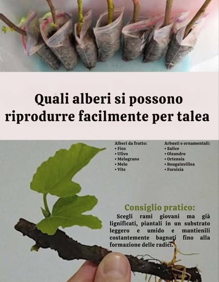 Alberi facili da moltiplicare per talea

1 Preparazione delle talee
Preleva rami legnosi o semilegnosi e taglia in diagonale appena sotto un nodo o una gemma.

2 Stimolare la radicazione
Applica un ormone radicante liquido alla base tagliata per favorire la formazione di radici forti e sane.

3 Messa a dimora
Inserisci le talee in un vaso con terriccio preparato, interrando almeno due nodi. Mantieni il substrato umido ma non zuppo.

4 Cura
Posiziona in luce indiretta, a temperatura costante e al riparo dal vento. Mantieni un buon livello di umidità ambientale.

5 Controllo
Verifica regolarmente lo sviluppo delle radici. Dopo alcune settimane o mesi a seconda della specie, trapianta in piena terra.

 Ideale per: ciliegio, ficus, olivo, salice piangente e tutti gli agrumi.