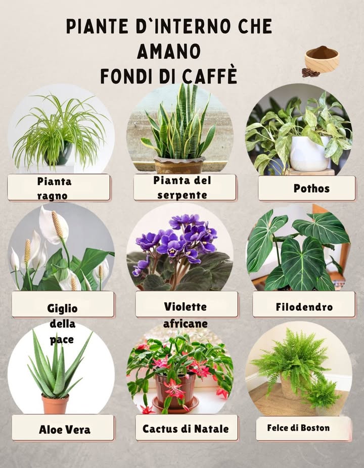 Date a questi amici verdi una spolverata di fondi di caffè usati con moderazione! per una crescita più felice e sana.
1. Pianta ragno – Ama lapporto di azoto; cospargetela leggermente.
2. Pianta serpente – Somministrate con parsimonia; mescolate i fondi al terreno per evitare la formazione di grumi.
3. Pothos – Mescolatene un pizzico al terriccio per ottenere rampicanti rigogliosi.
4. Giglio della pace – Contribuisce a favorire il verde intenso delle foglie; somministrare una volta al mese.
5. Violette africane – Usate una piccola spruzzata; una quantità eccessiva può influire sullacidità del terreno.
6. Filodendro – Mescolatelo al terriccio per ottenere foglie più forti e vivaci.
7. Aloe vera – Da usare solo occasionalmente; mescolare nel terreno, non sopra.
8. Cactus di Natale – Una leggera spinta durante la stagione di crescita.
9. Felce di Boston – Ama lacidità; cospargere i fondi o preparare una miscela di caffè e acqua diluita.