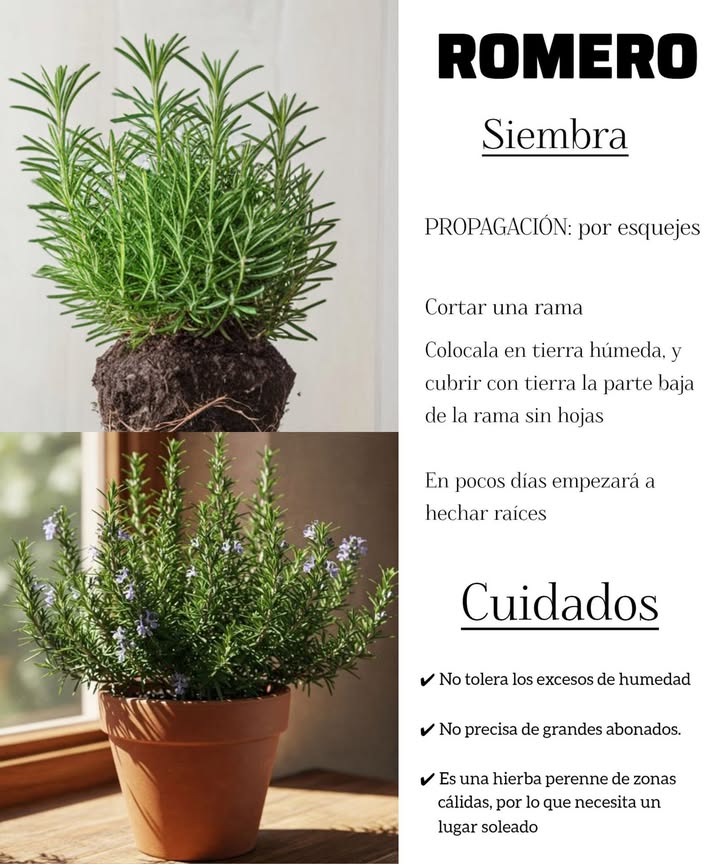 Cómo Sembrar Romero: Guía Práctica 
El romero Salvia rosmarinus es una hierba aromática y medicinal muy apreciada en la cocina y en la herbolaria. Además de su delicioso aroma, es fácil de cultivar tanto en jardines como en macetas.
六 Materiales Necesarios:
 Semillas o esquejes de romero
 Maceta con buen drenaje si cultivas en interiores
 Sustrato ligero y bien drenado mezcla de tierra con arena o perlita
 Regadera con agua
 Pala de mano
 Paso a Paso para Sembrar Romero:
1. Elige el Método:
o Por Semillas: Aunque posible, el romero germina lentamente.
o Por Esquejes: Más rápido y efectivo. Corta una ramita de 10-15 cm de una planta saludable.
2. Preparar el Sustrato:
o Usa un sustrato ligero y bien drenado. Mezcla tierra con arena o perlita para evitar el encharcamiento.
3. Plantar:
o Semillas: Siembra superficialmente y cubre con una fina capa de tierra.
o Esquejes: Retira las hojas inferiores y planta el tallo a unos 5 cm de profundidad.
4. Riego:
o Riega moderadamente. El romero no tolera el exceso de agua. Deja secar la tierra entre riegos.
5. Ubicación:
o Coloca en un lugar soleado, donde reciba al menos 6-8 horas de luz directa al día.
6. Cuidados:
o Poda: Realiza podas ligeras para estimular el crecimiento y mantener la planta compacta.
o Fertilización: Usa abono orgánico cada 2-3 meses, pero sin excederte.
 Consejos para un Romero Saludable:
 Evitar el exceso de agua: Siempre asegúrate de que el suelo esté seco antes de regar nuevamente.
 Proporcionar buen drenaje: Si cultivas en maceta, asegúrate de que tenga orificios de drenaje.
 Proteger del frío: Si vives en un clima frío, lleva la maceta al interior durante el invierno o cúbrela.
 Cosecha:
 Puedes cortar las ramas cuando la planta tenga un crecimiento vigoroso. El mejor momento para cosechar es en la mañana, cuando los aceites esenciales están en su punto más alto.
Con estos sencillos pasos, tendrás romero fresco y aromático durante todo el año!