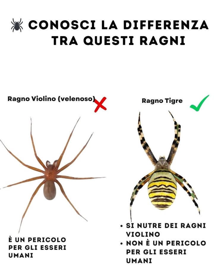 Conosci la differenza tra questi ragni

 Ragno violino velenoso
 Può essere pericoloso per luomo.
 Il morso può provocare reazioni gravi.

 Ragno tigre innocuo
 Si nutre dei ragni violino.
 Non rappresenta un pericolo per luomo.

 Non uccidere tutti i ragni: alcuni sono tuoi alleati in casa e in giardino.